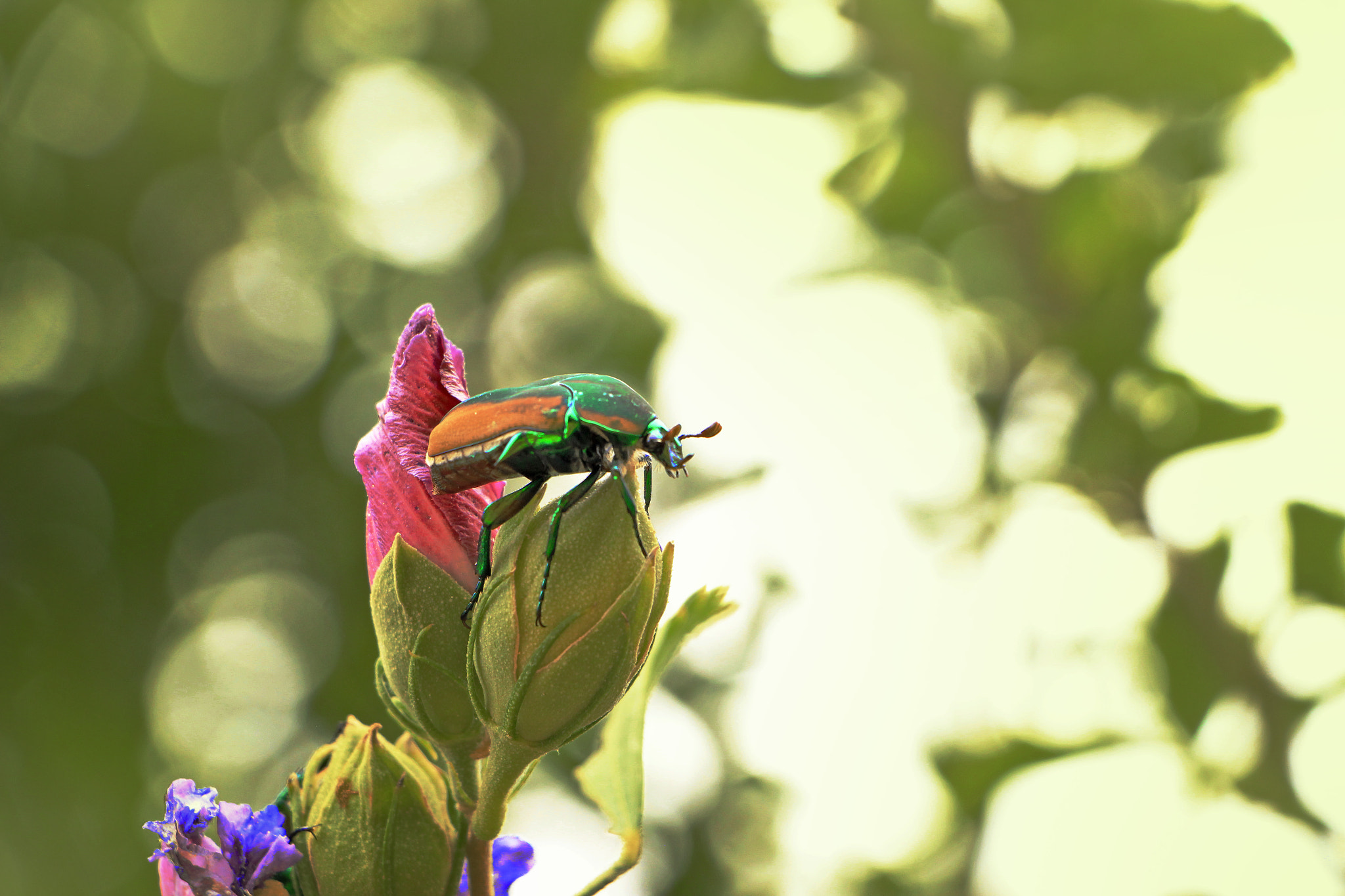Canon EOS 600D (Rebel EOS T3i / EOS Kiss X5) + Canon EF-S 18-135mm F3.5-5.6 IS STM sample photo. Colorful beetle atop plants photography