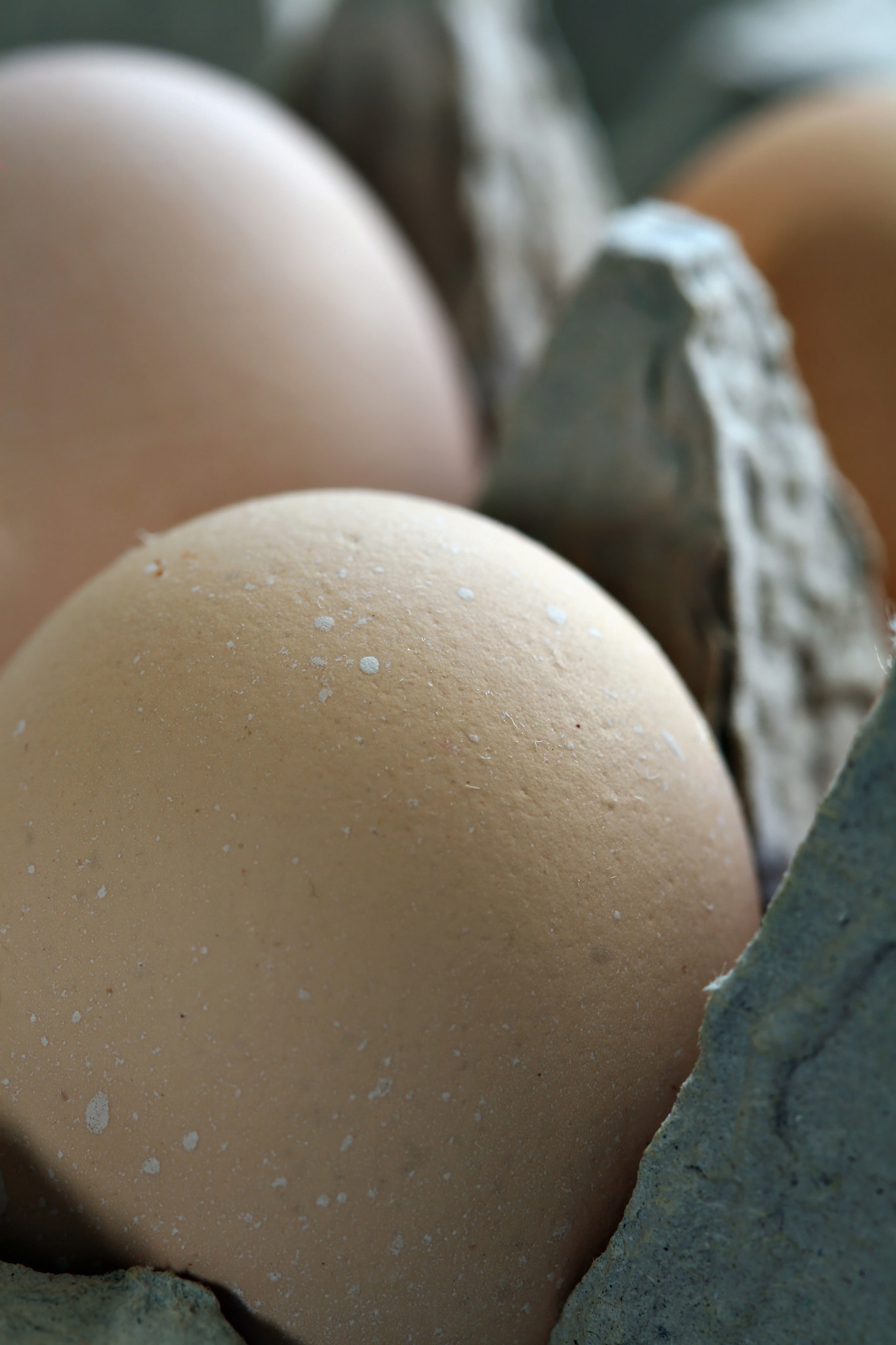 Canon EOS 5D + Canon EF 100mm F2.8 Macro USM sample photo. Brown eggs in carton photography