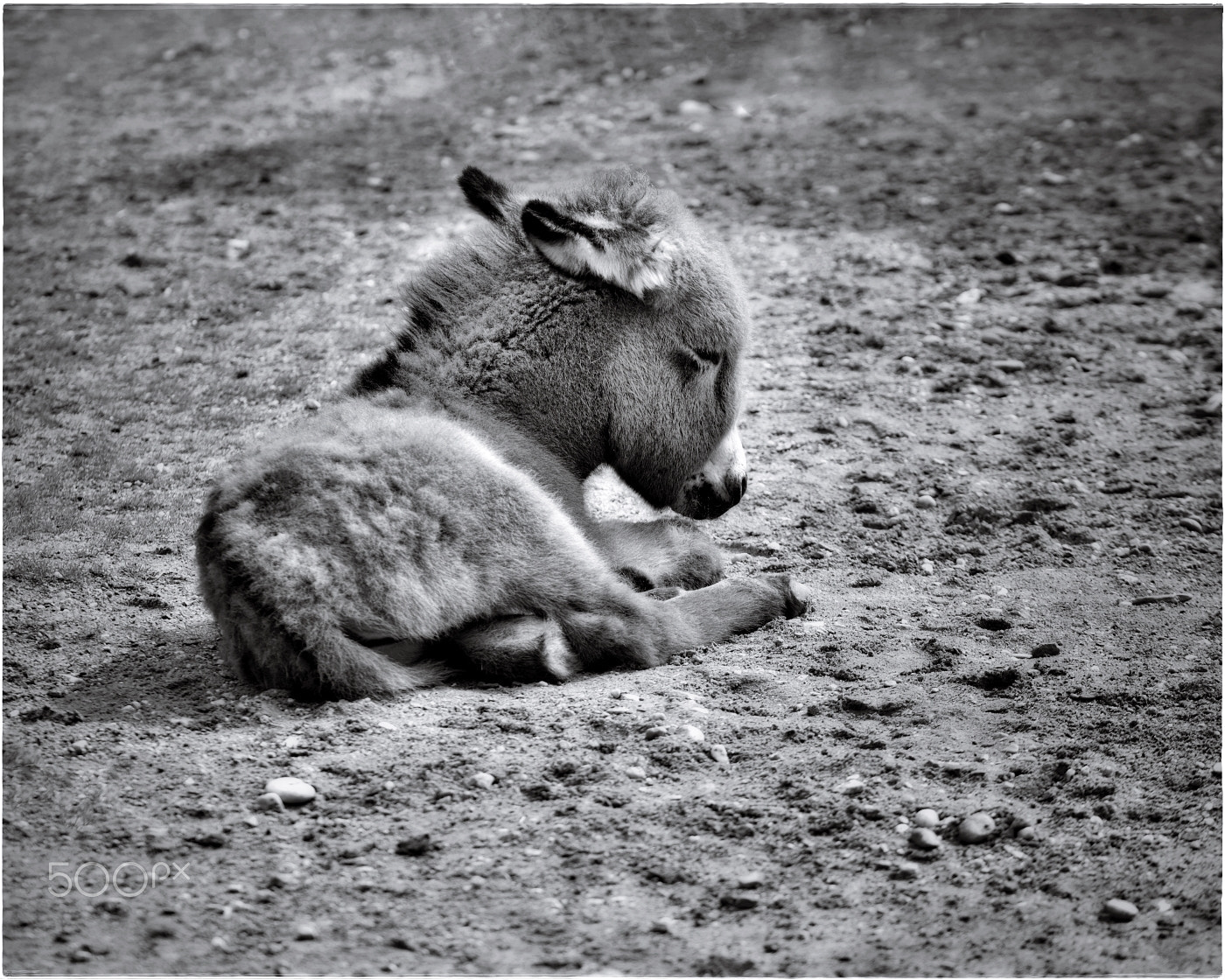 Nikon D600 sample photo. Sleepy donkey foal photography