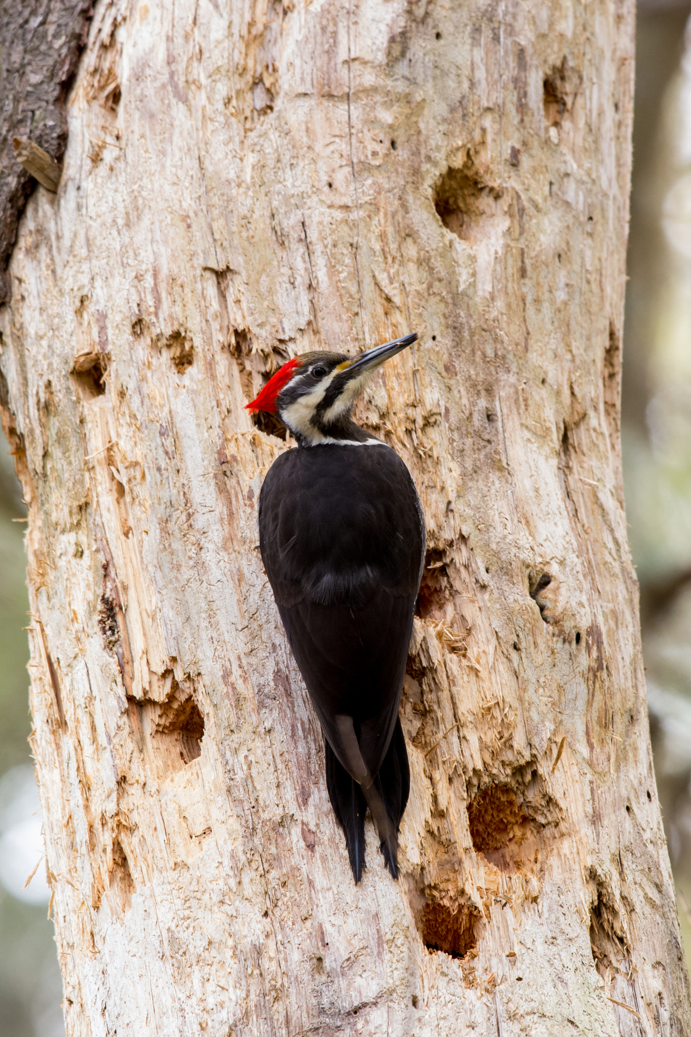 Nikon D7100 + AF-S Nikkor 300mm f/2.8D IF-ED II sample photo. Pileated woodpecker photography
