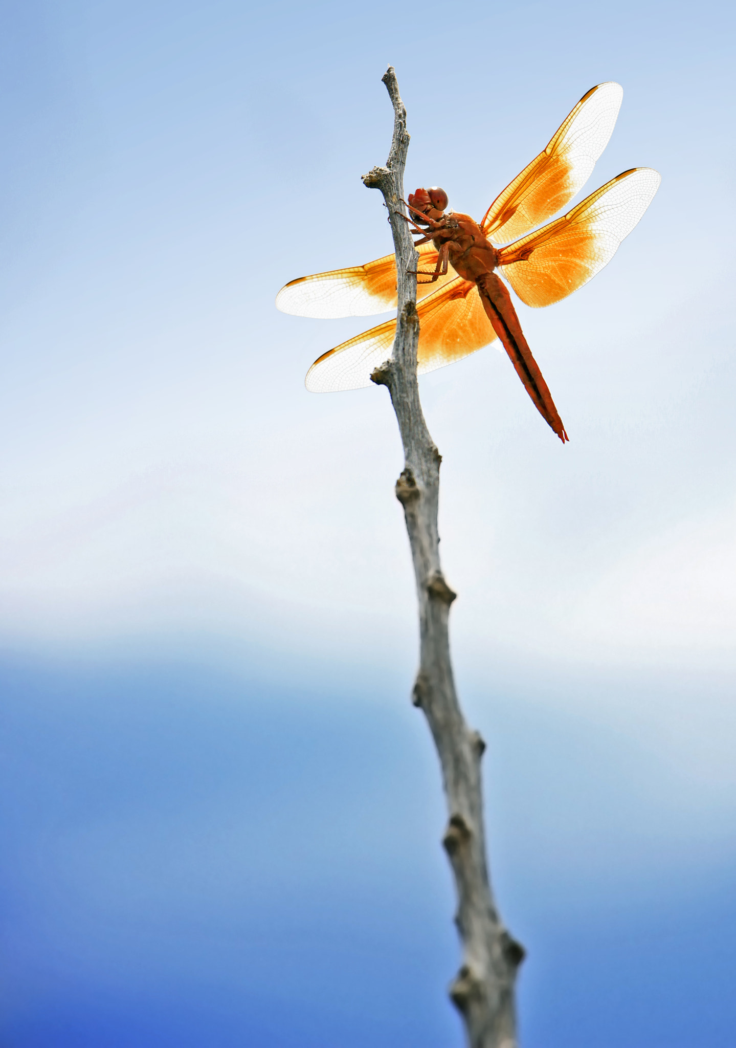 Canon EOS 600D (Rebel EOS T3i / EOS Kiss X5) + Canon EF-S 18-135mm F3.5-5.6 IS STM sample photo. Dragonfly atop stick at water's edge photography