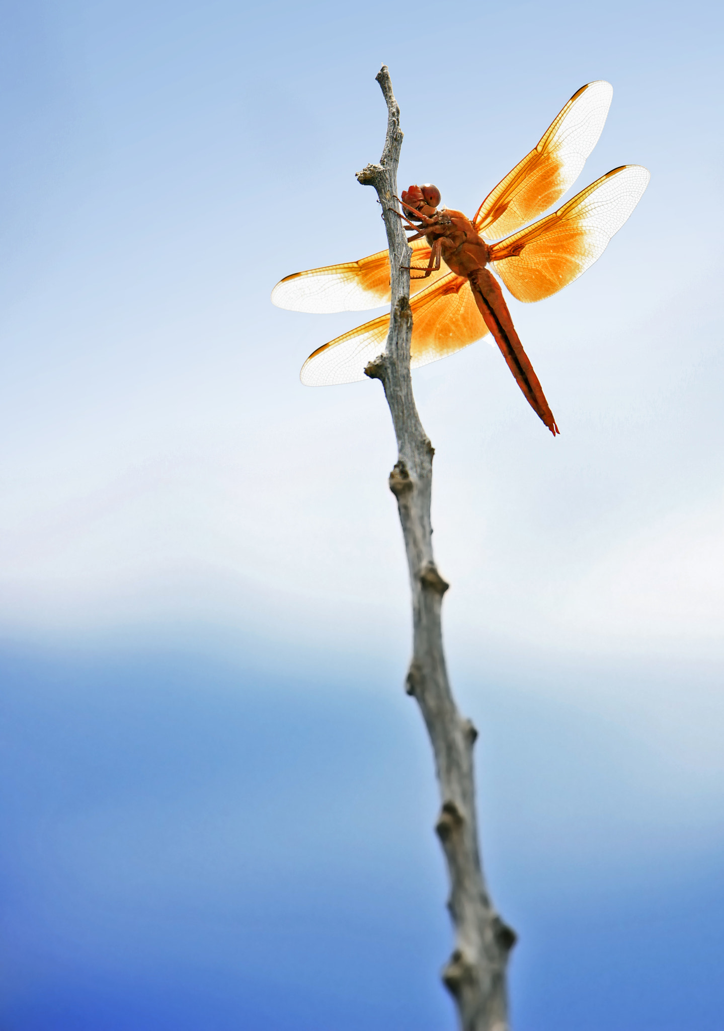 Canon EF-S 18-135mm F3.5-5.6 IS STM sample photo. Dragonfly atop stick at water's edge photography