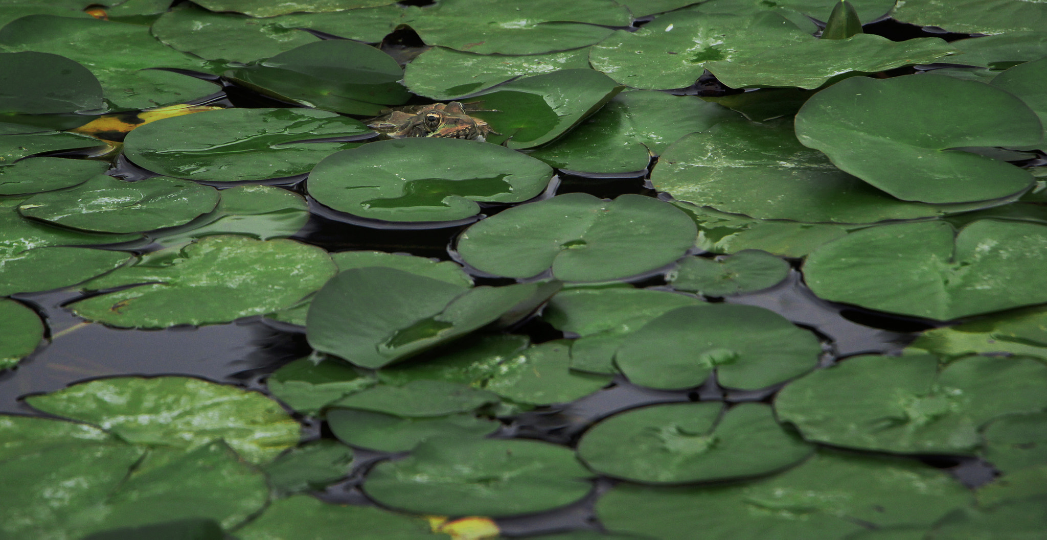 Canon EF-S 18-135mm F3.5-5.6 IS STM sample photo. Frog among lily pads photography