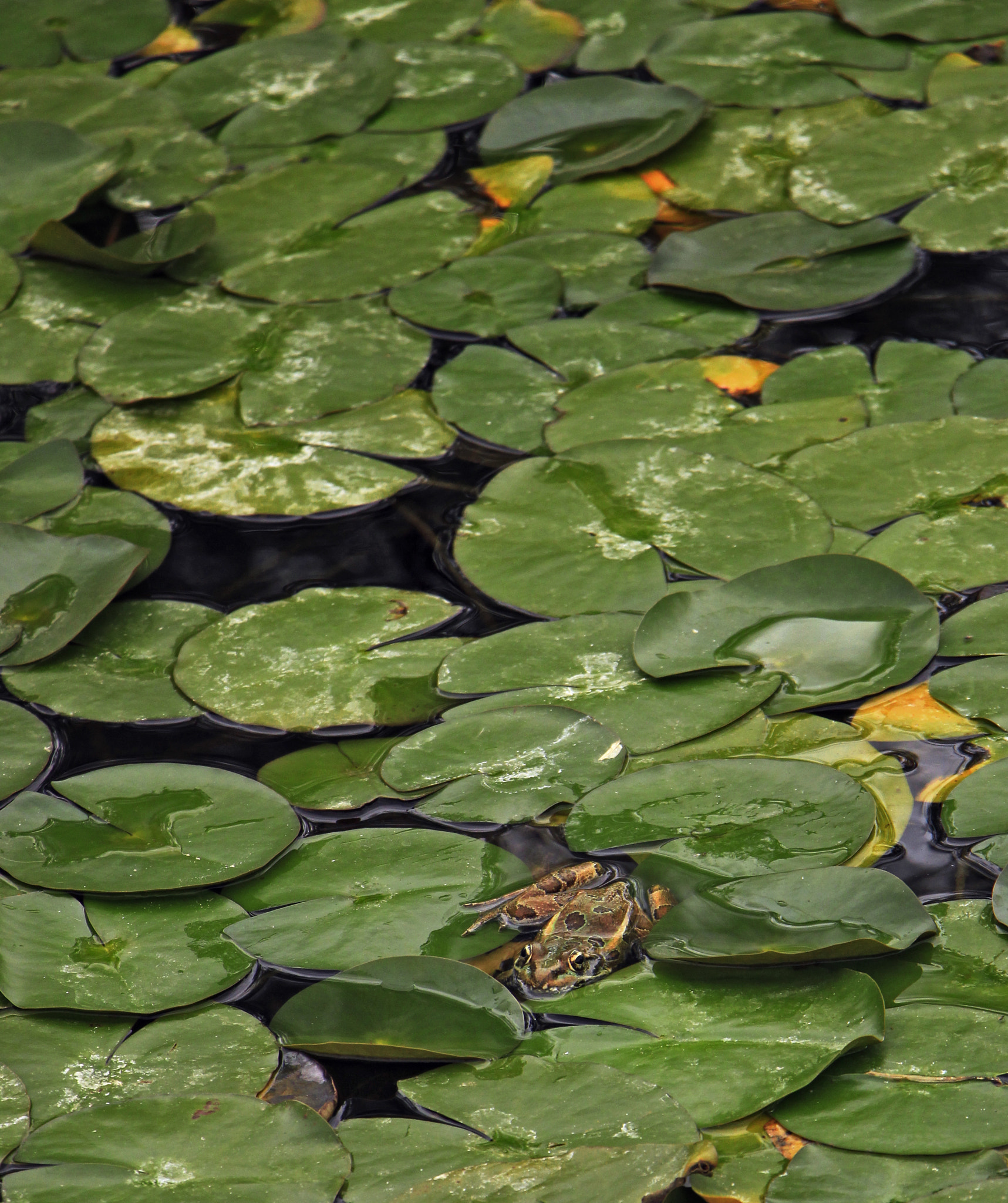 Canon EOS 600D (Rebel EOS T3i / EOS Kiss X5) + Canon EF-S 18-135mm F3.5-5.6 IS STM sample photo. Frog among lily pads photography