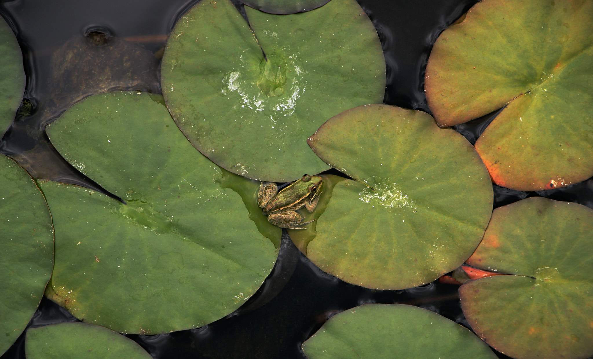 Canon EF-S 18-135mm F3.5-5.6 IS STM sample photo. Frog among lily pads photography
