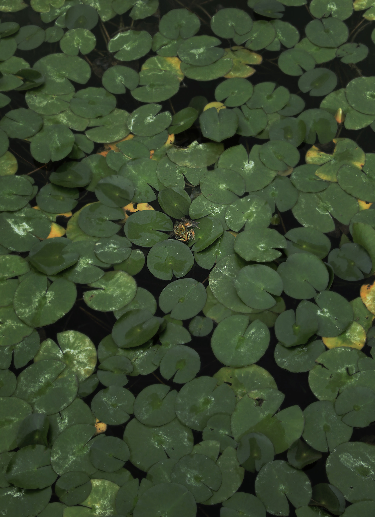 Canon EF-S 18-135mm F3.5-5.6 IS STM sample photo. Frog among lily pads photography