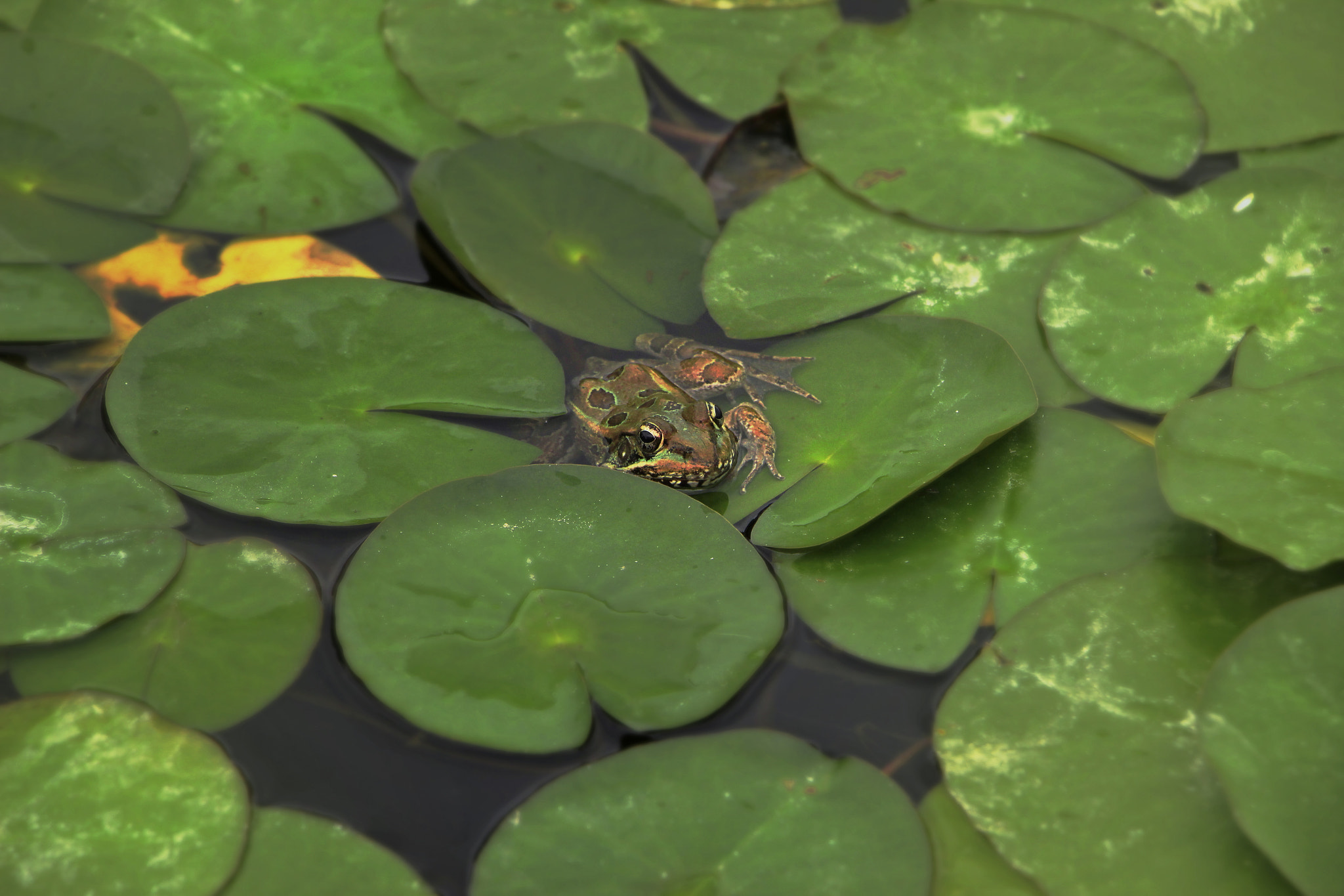 Canon EOS 600D (Rebel EOS T3i / EOS Kiss X5) + Canon EF-S 18-135mm F3.5-5.6 IS STM sample photo. Frog among lily pads photography