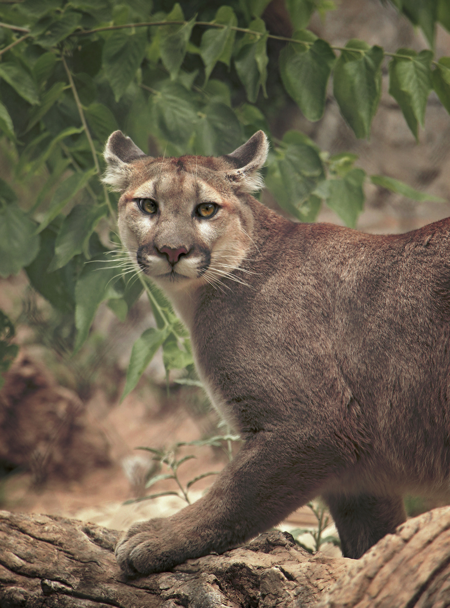Canon EF-S 18-135mm F3.5-5.6 IS STM sample photo. Mountain lion atop log photography