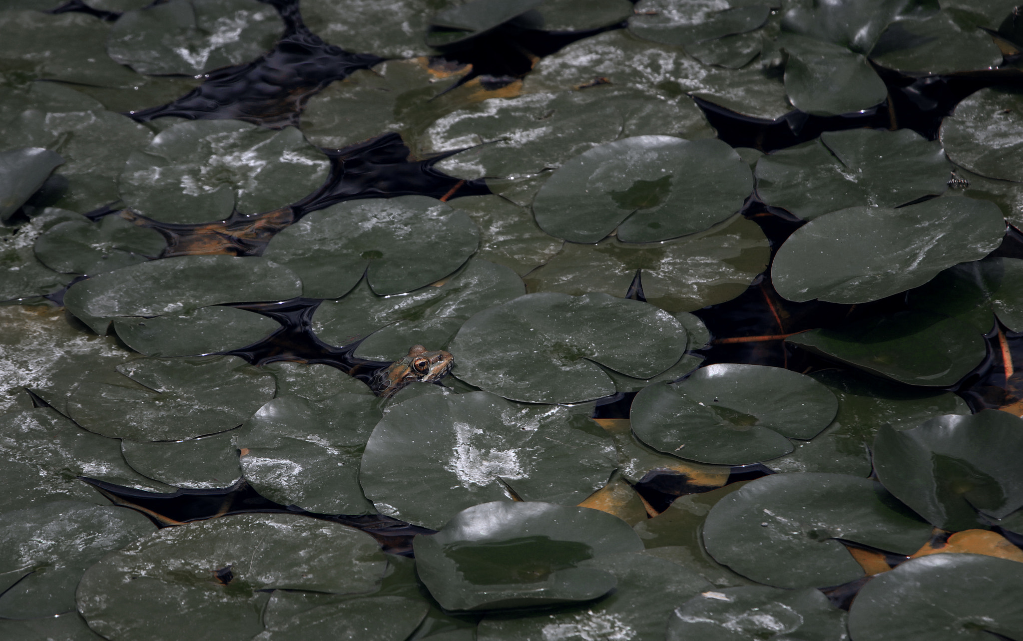 Canon EF-S 18-135mm F3.5-5.6 IS STM sample photo. Frog among lily pads photography