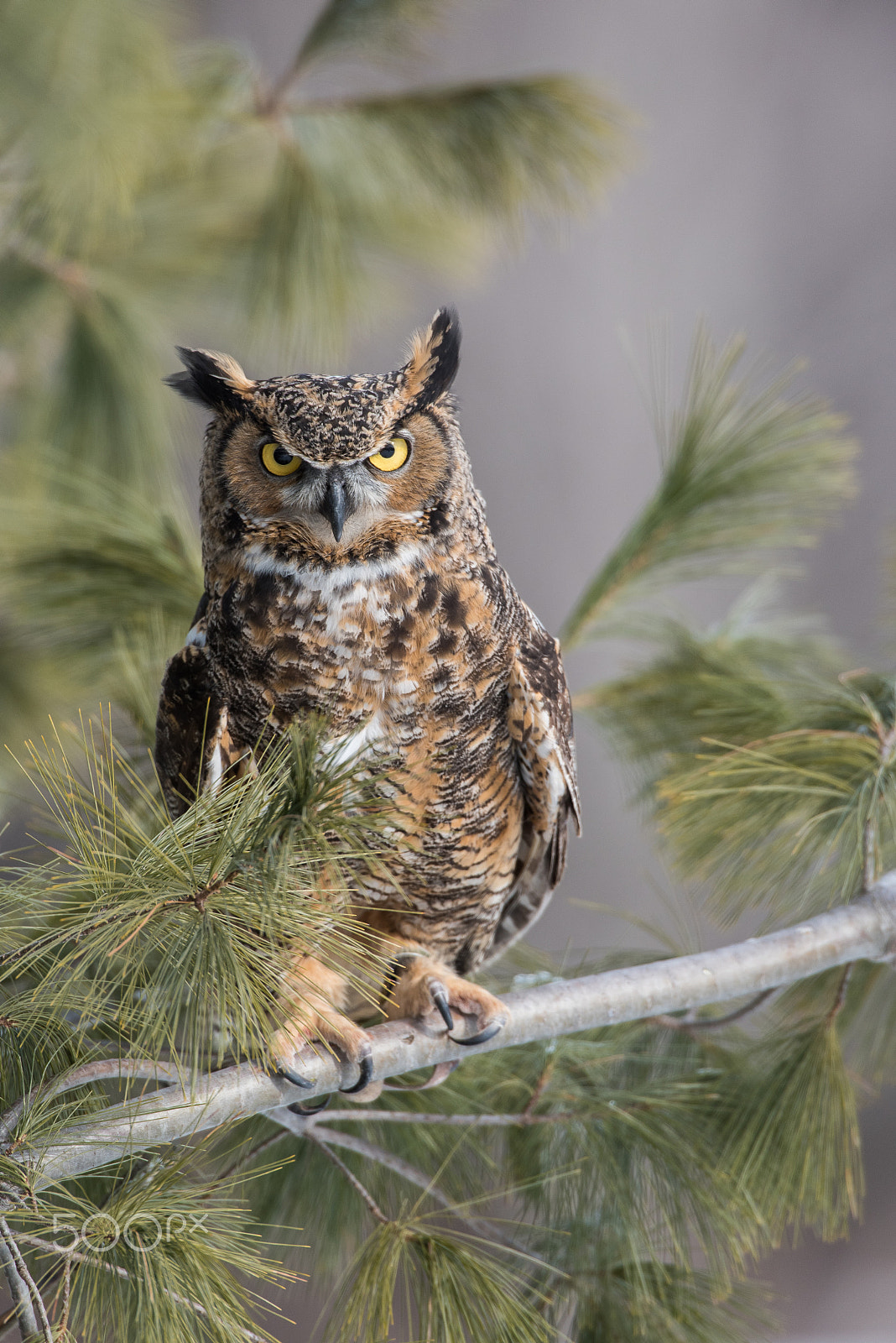 Nikon D750 + Nikon AF-S Nikkor 600mm F4D ED-IF II sample photo. Great horned owl photography