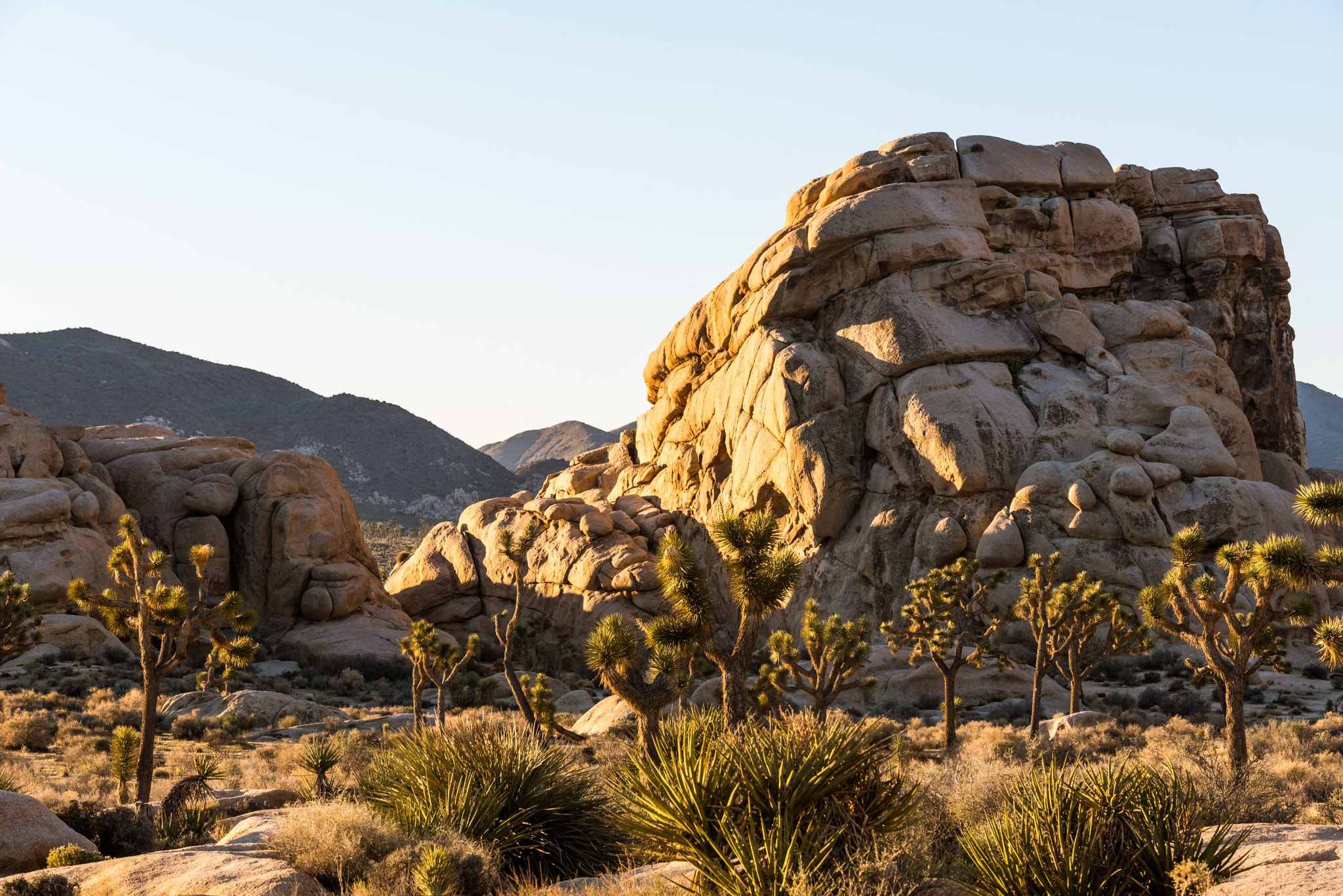 AF-S Zoom-Nikkor 80-200mm f/2.8D IF-ED sample photo. Sunrise in joshua tree photography