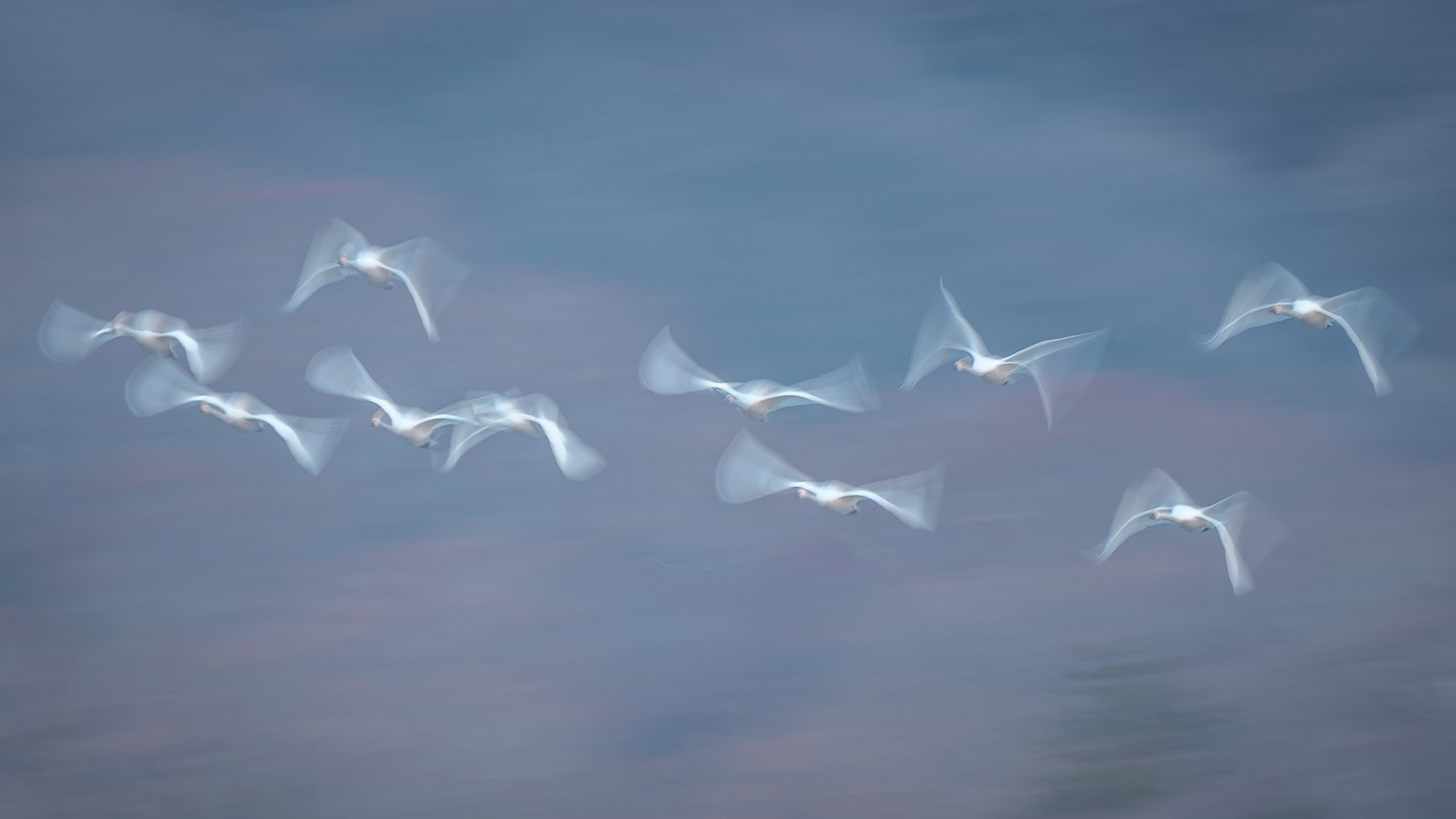 Fujifilm XF 100-400mm F4.5-5.6 R LM OIS WR sample photo. Tundra swans photography