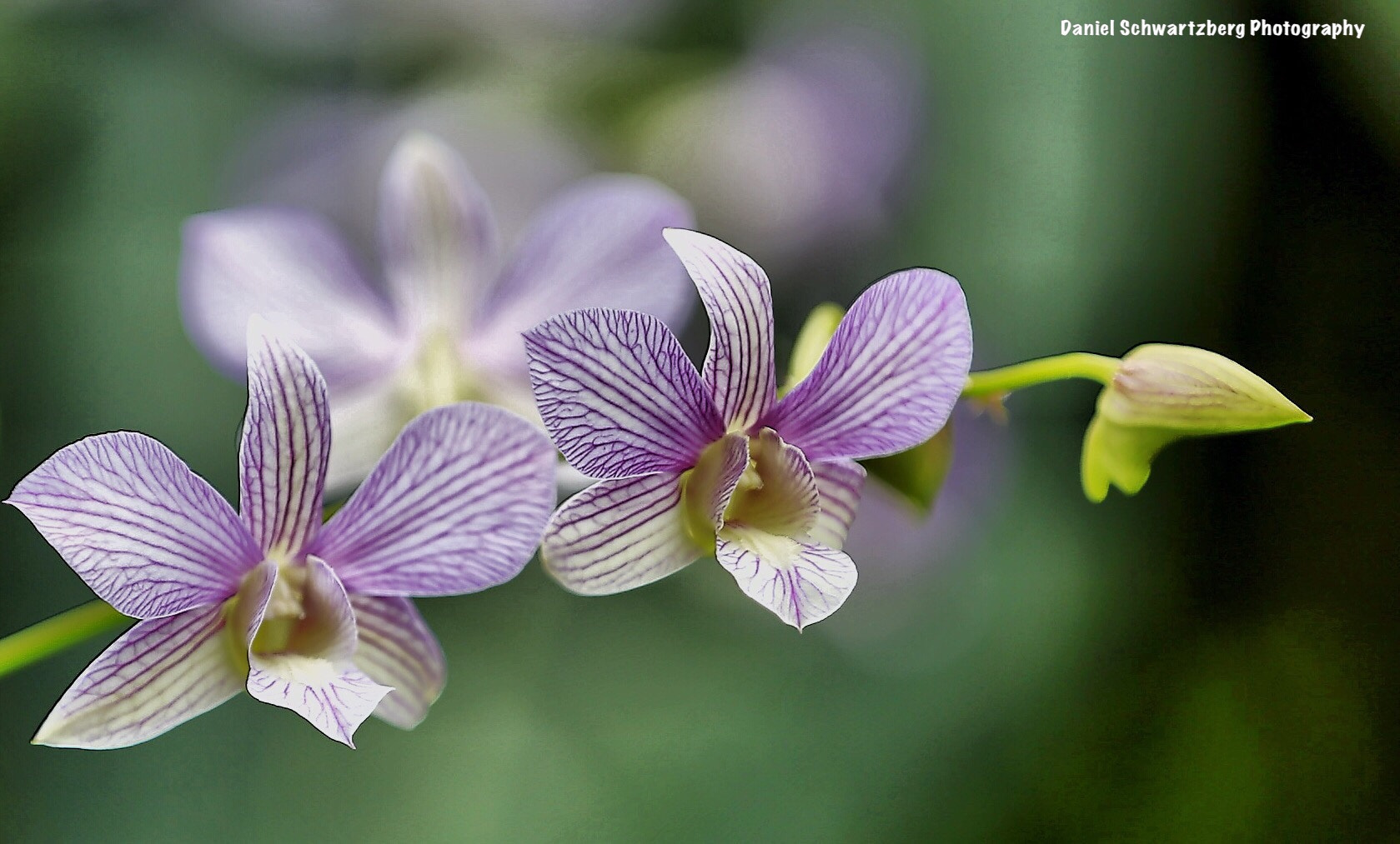 Canon EF 70-200mm F2.8L IS II USM sample photo
