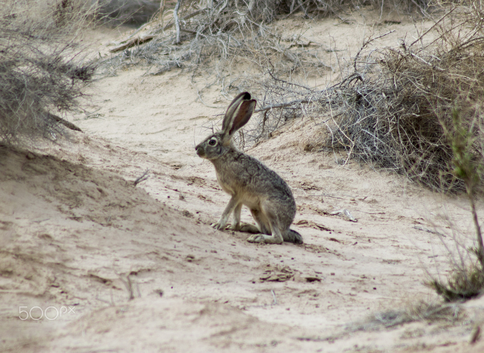 Canon EOS 1200D (EOS Rebel T5 / EOS Kiss X70 / EOS Hi) sample photo. Blacktailed jackrabbit photography