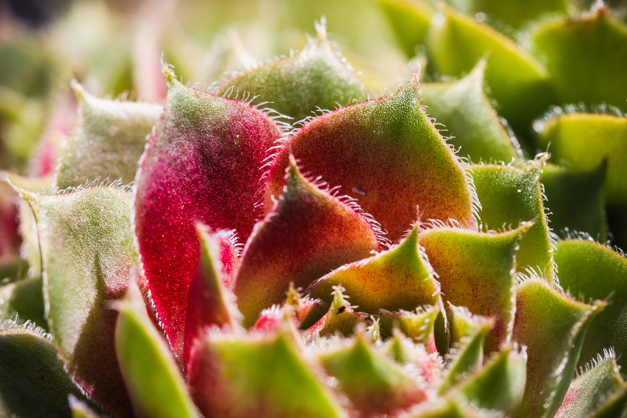 Canon EOS 500D (EOS Rebel T1i / EOS Kiss X3) sample photo. Macro aloe photography