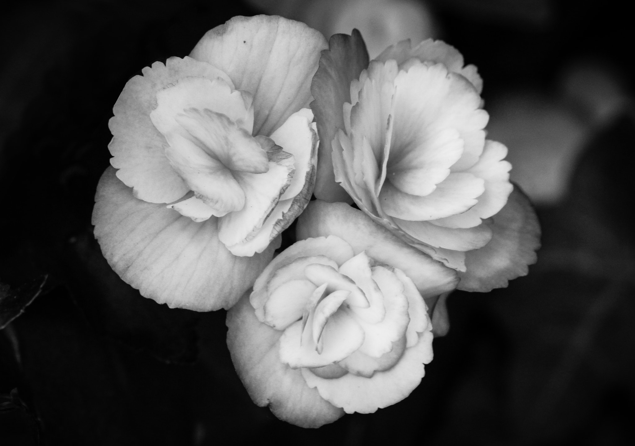 Canon EOS 500D (EOS Rebel T1i / EOS Kiss X3) sample photo. Macro black and white flower photography