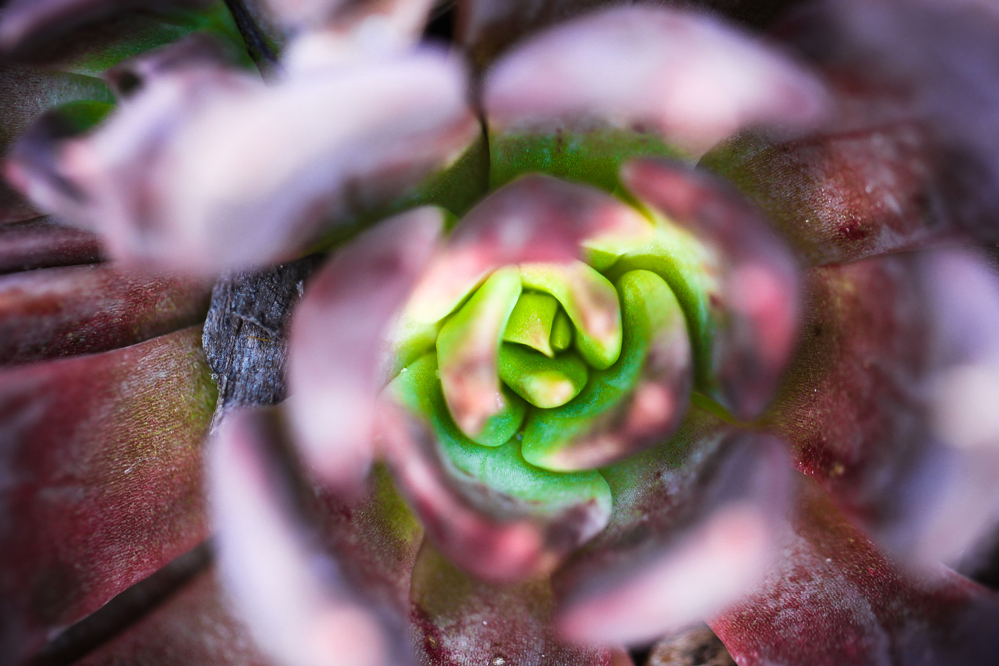 Canon EOS 500D (EOS Rebel T1i / EOS Kiss X3) sample photo. Macro deep purple photography