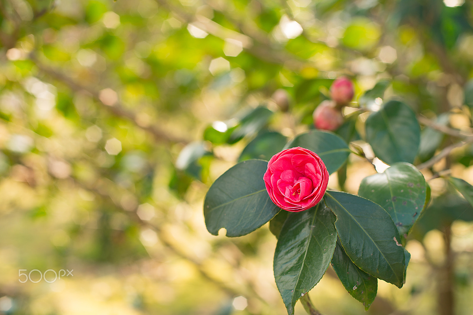 Nikon Df + AF Nikkor 50mm f/1.4 sample photo. Camellia (japanese tsubaki) photography