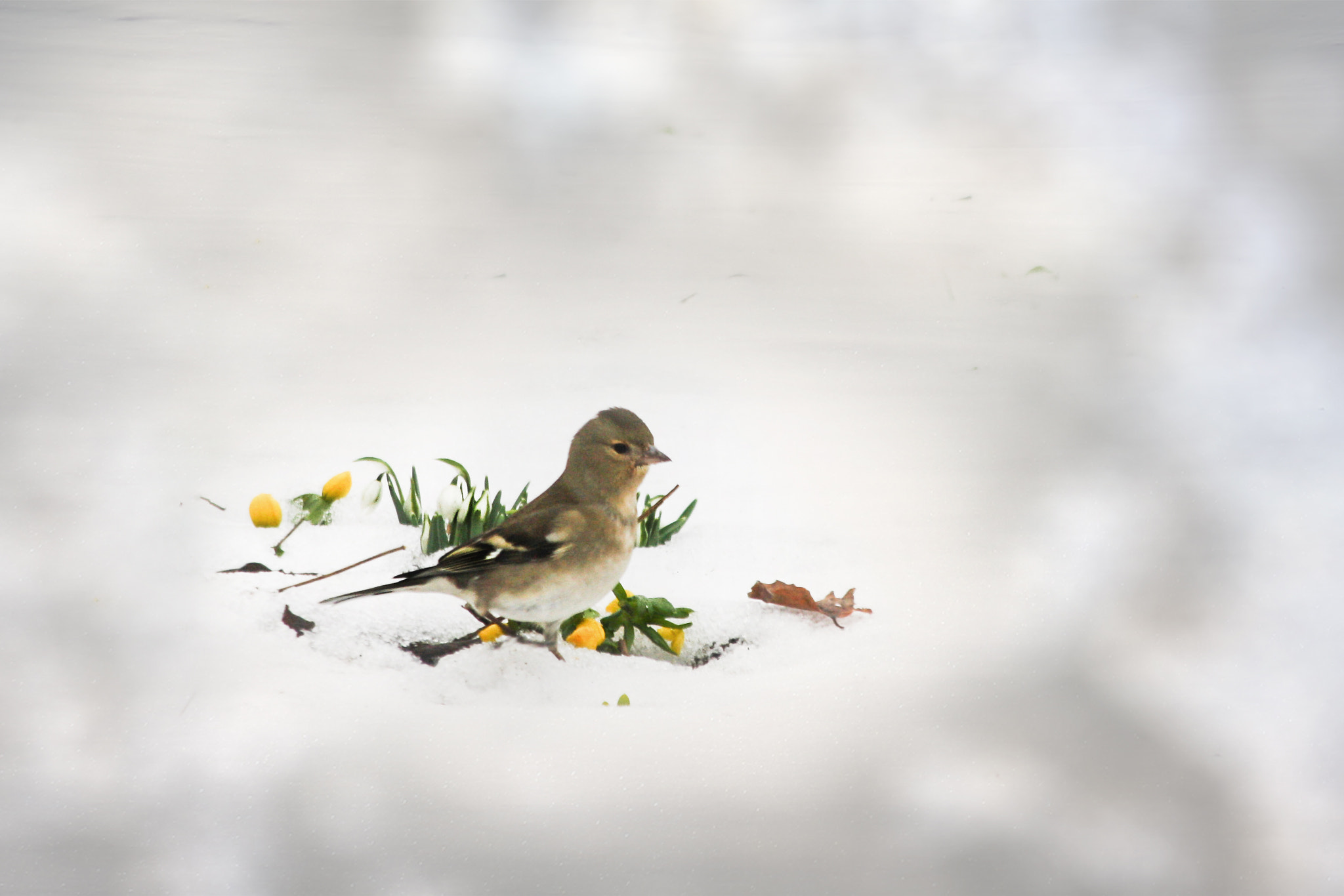 Canon EF 70-300mm F4-5.6 IS USM sample photo. Promisse of spring photography