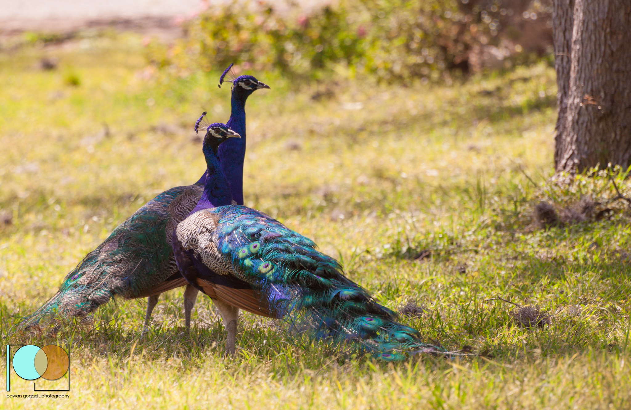 Canon EOS 500D (EOS Rebel T1i / EOS Kiss X3) sample photo. Peacocks photography