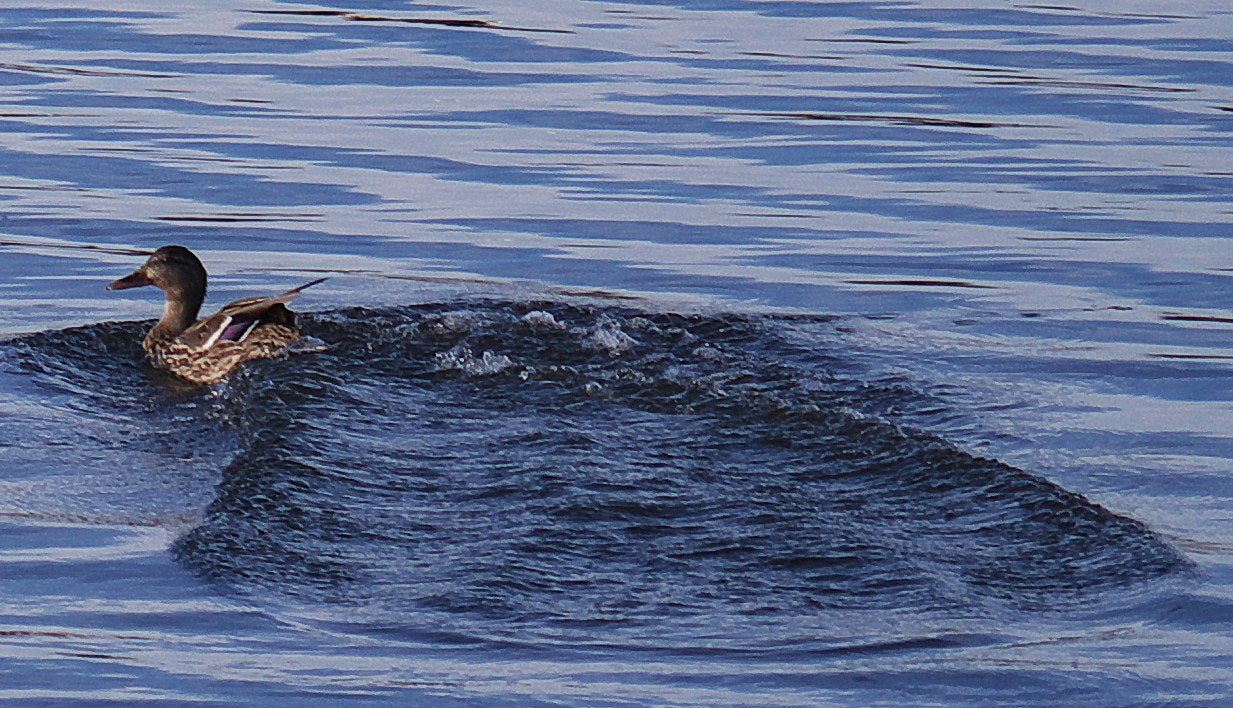 Pentax K-30 sample photo. Duck wake photography