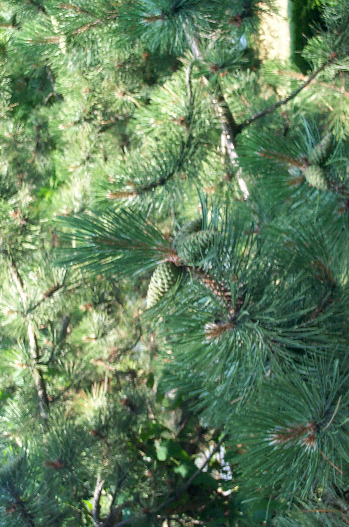 Kodak DC280 ZOOM DIGITAL CAMERA sample photo. Pine cones - new growth northern illinois photography