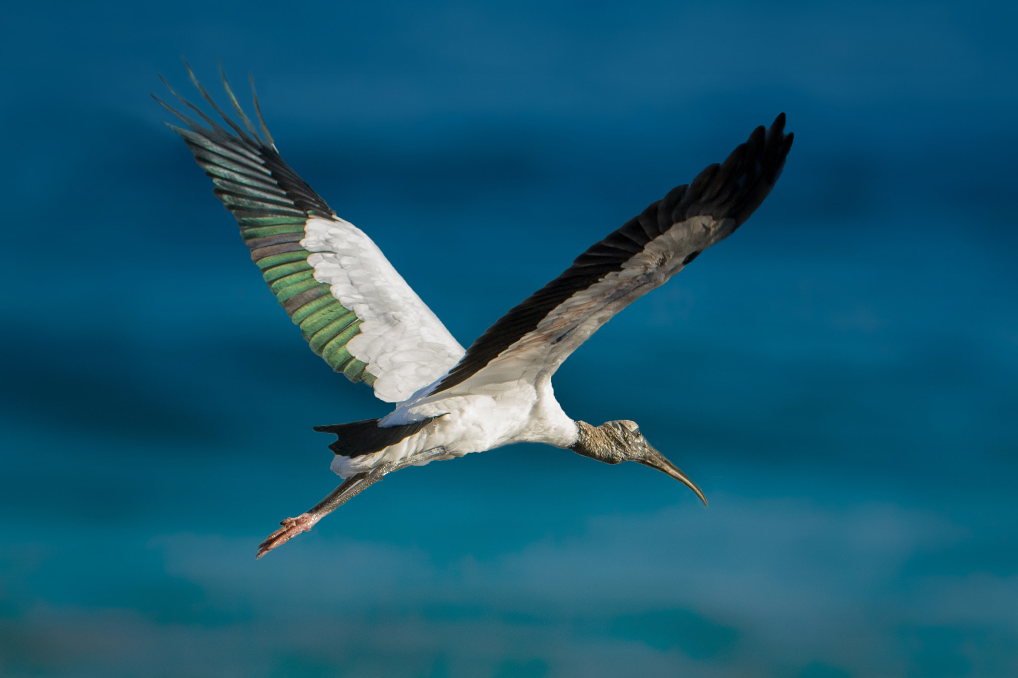 Canon EF 70-300mm F4-5.6L IS USM sample photo. Wood stork in flight photography