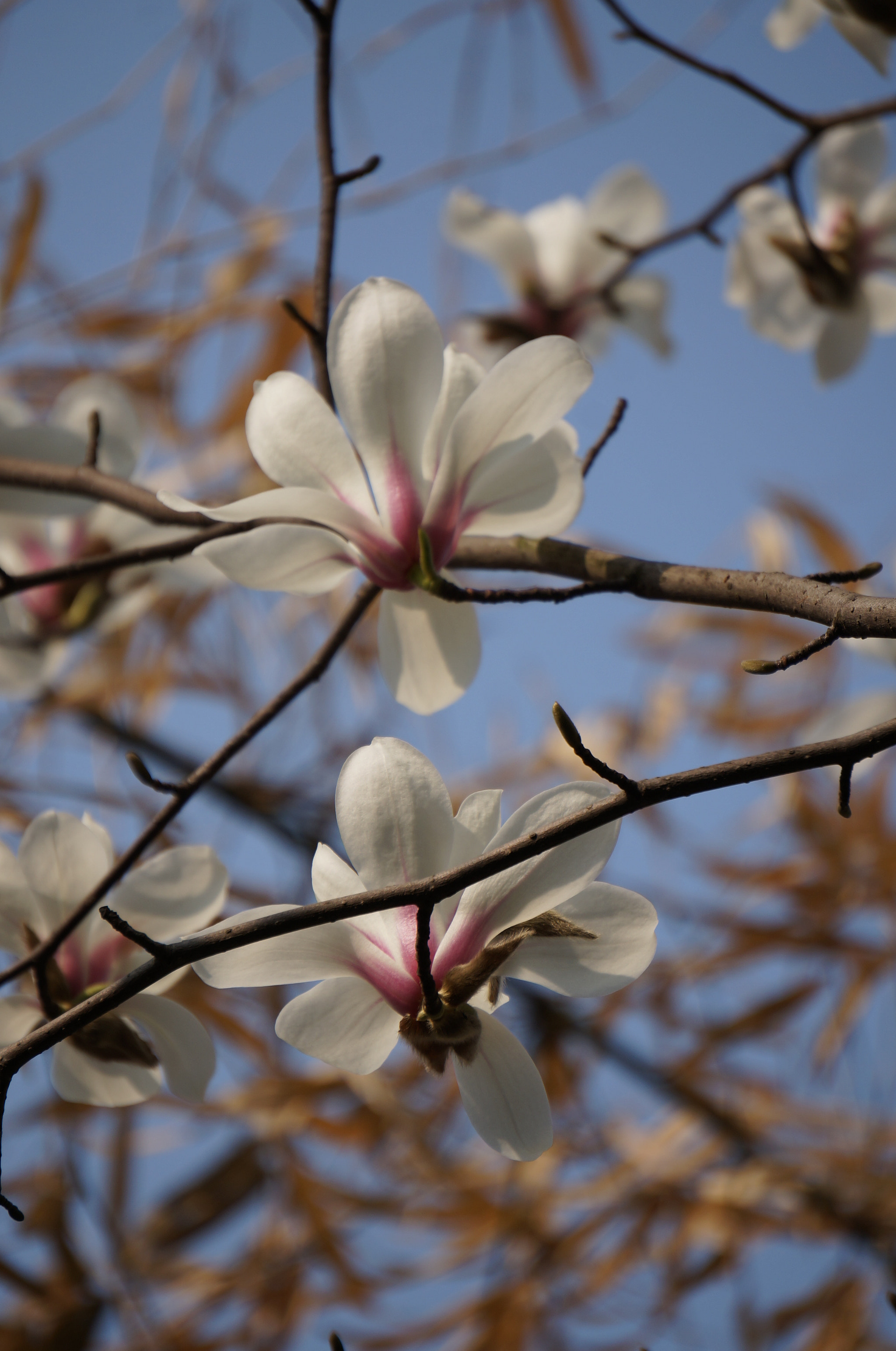 Sony Alpha NEX-5T sample photo. 玉兰花开 photography