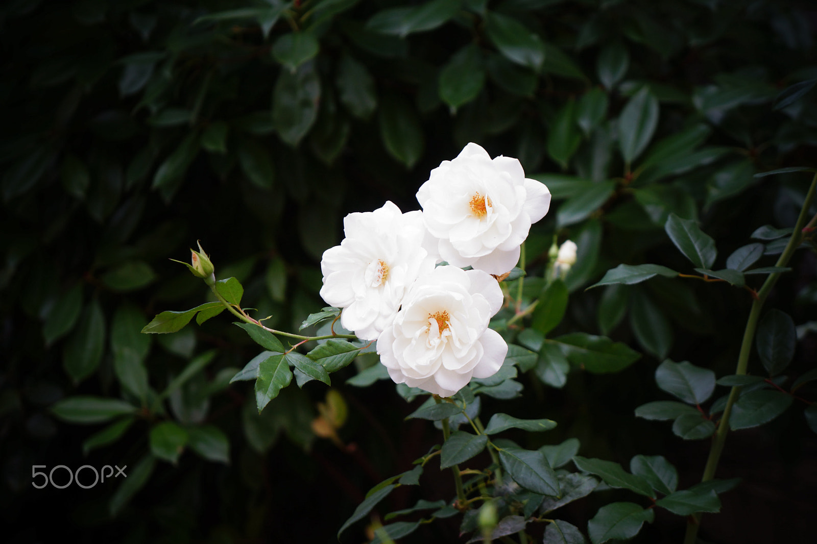 Sony E 18-55mm F3.5-5.6 OSS sample photo. Namuundari photography