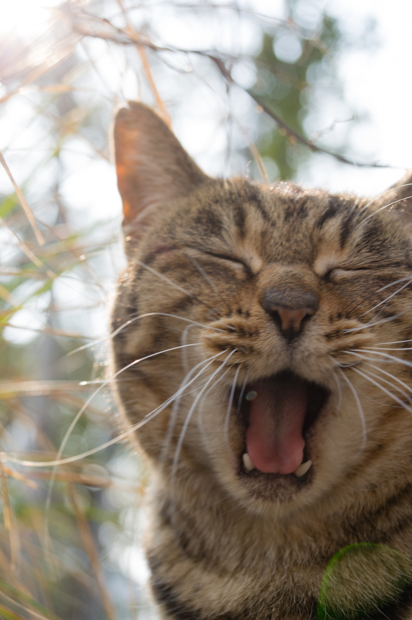 Pentax K-3 II sample photo. A big yawn photography