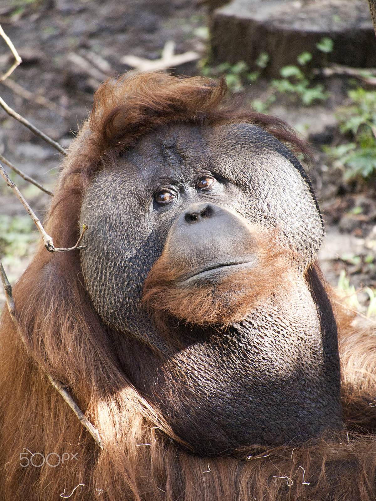Olympus PEN E-P1 sample photo. Orangutan photography