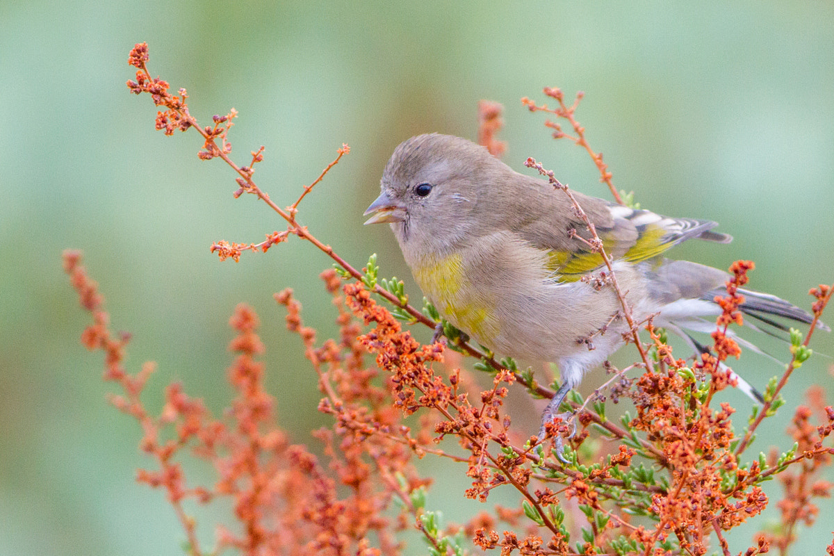 Canon EF 200-400mm F4L IS USM Extender 1.4x sample photo. Larence's goldfinch photography