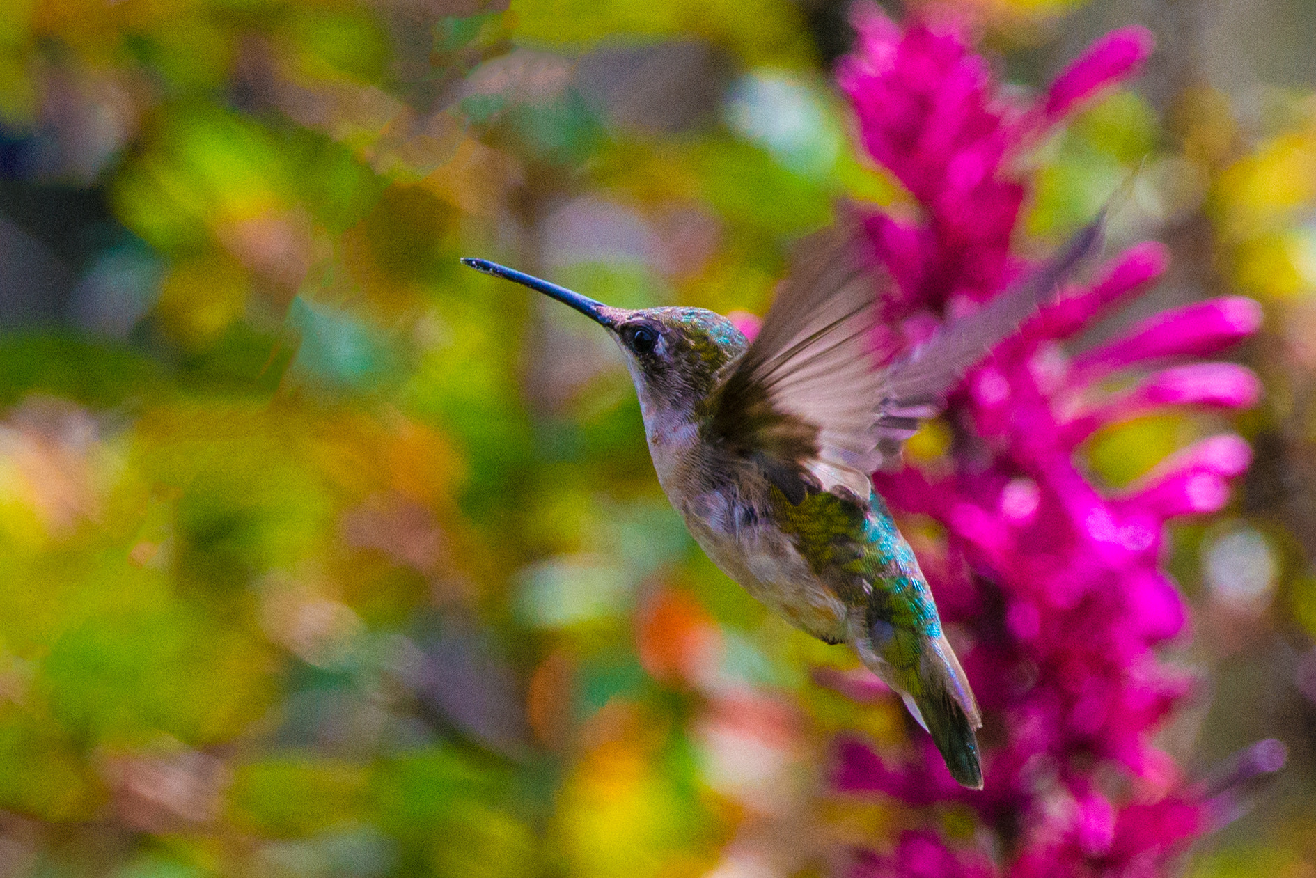 Nikon D800E + Nikon AF-S Nikkor 200-400mm F4G ED-IF VR sample photo. The magical world of a hummingbird photography