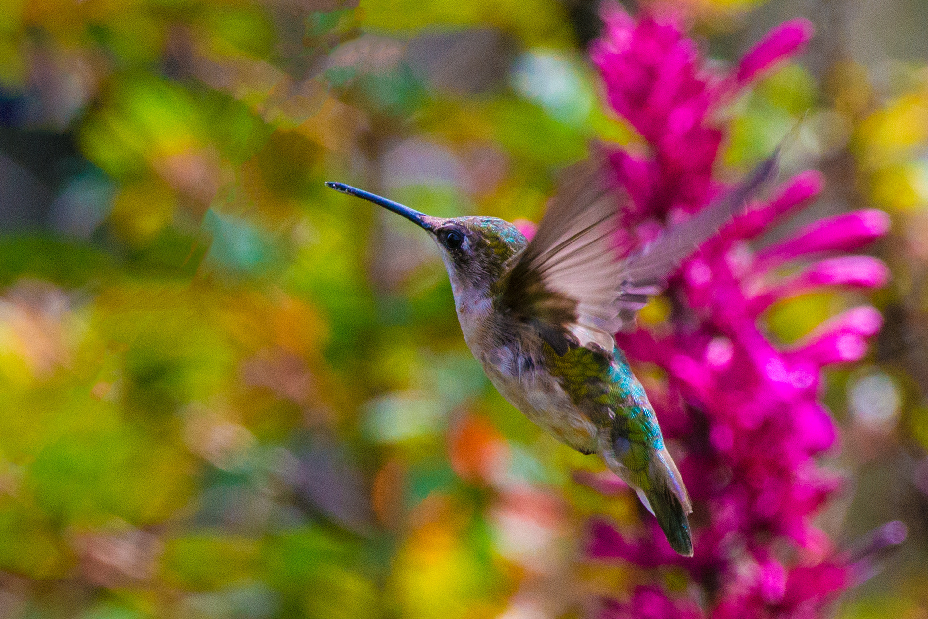 Nikon AF-S Nikkor 200-400mm F4G ED-IF VR sample photo. The magical world of a hummingbird photography