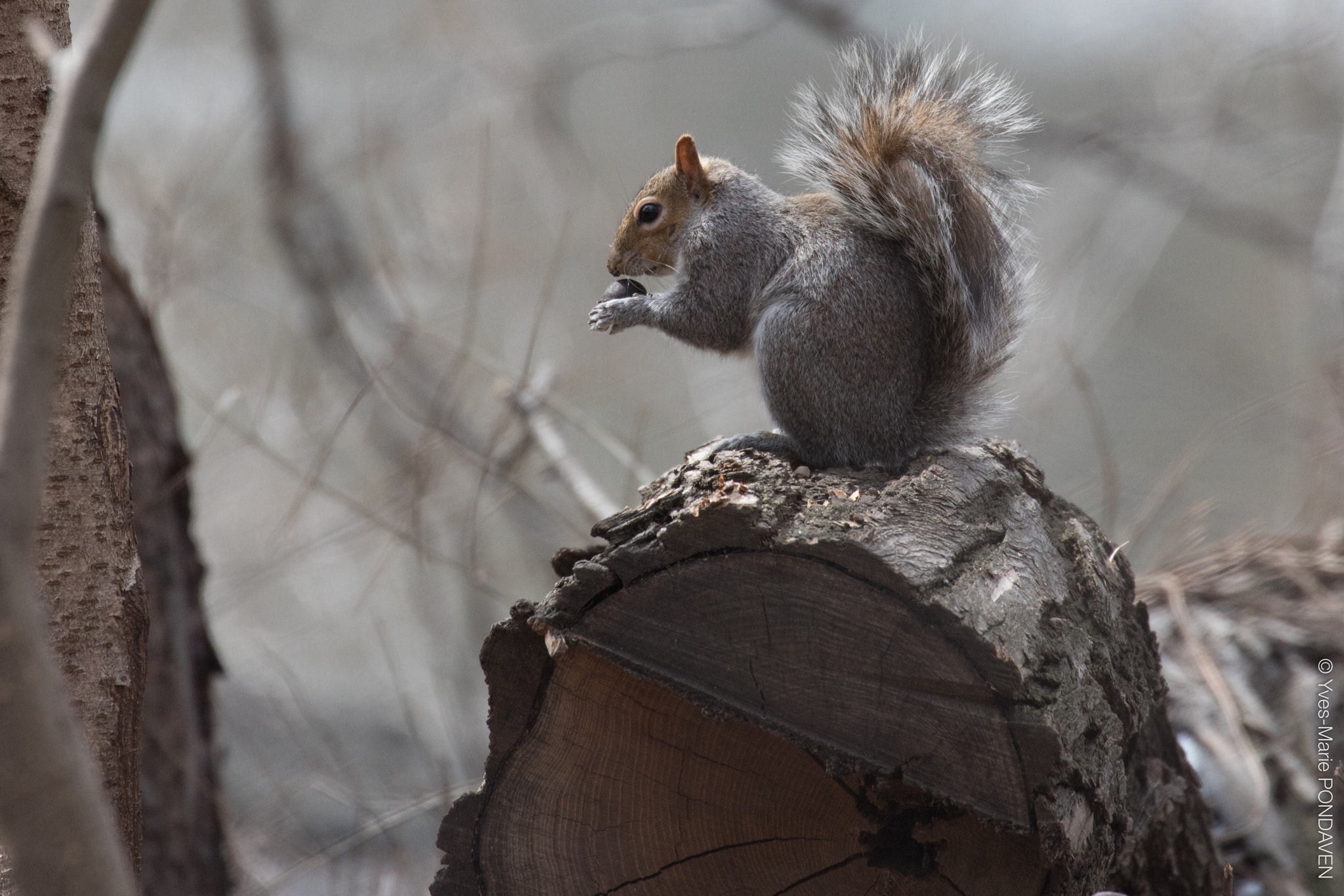 Canon EF 70-300mm F4-5.6L IS USM sample photo. Smell the food before eating photography