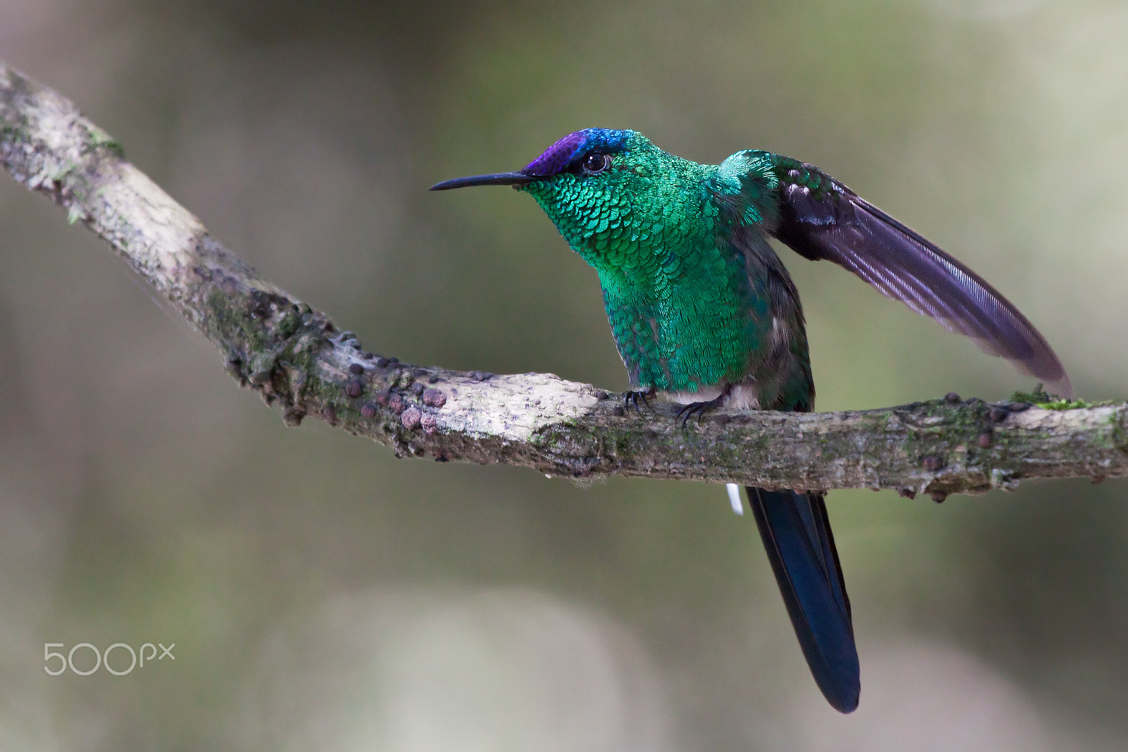 Canon EF 100-400mm F4.5-5.6L IS USM sample photo. Violet-capped woodnymph photography