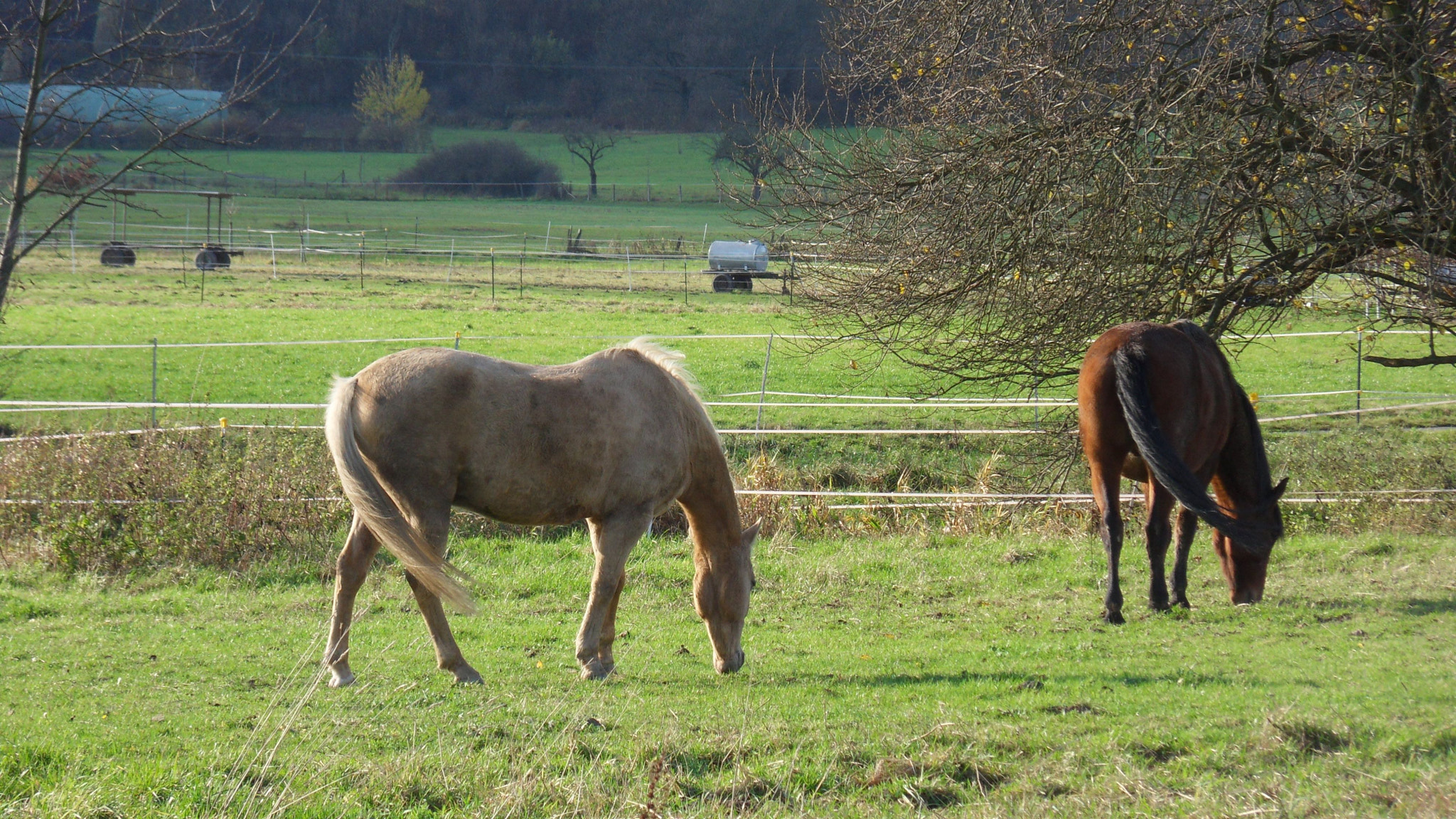 Samsung WB550, WB560 / VLUU WB550 /  HZ15W sample photo. Two horses photography