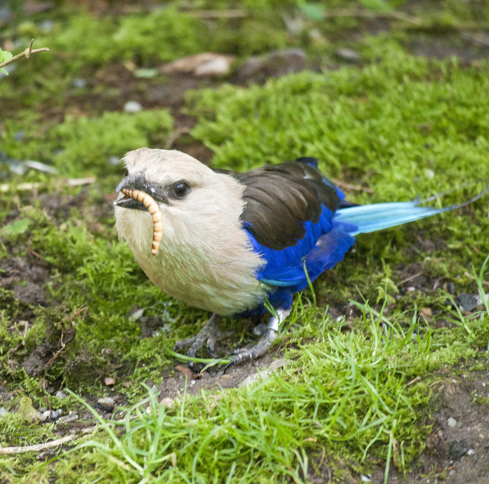 Olympus PEN E-P1 sample photo. Blue-bellied roller photography
