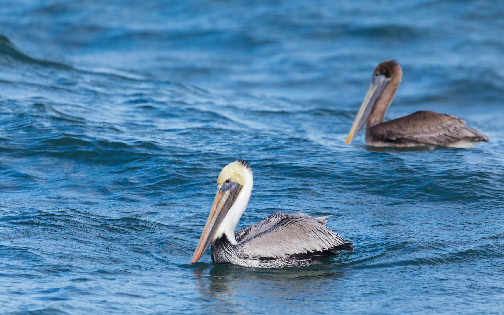 Canon EOS 6D + Canon EF 400mm F4.0 DO IS USM sample photo. Birds photography