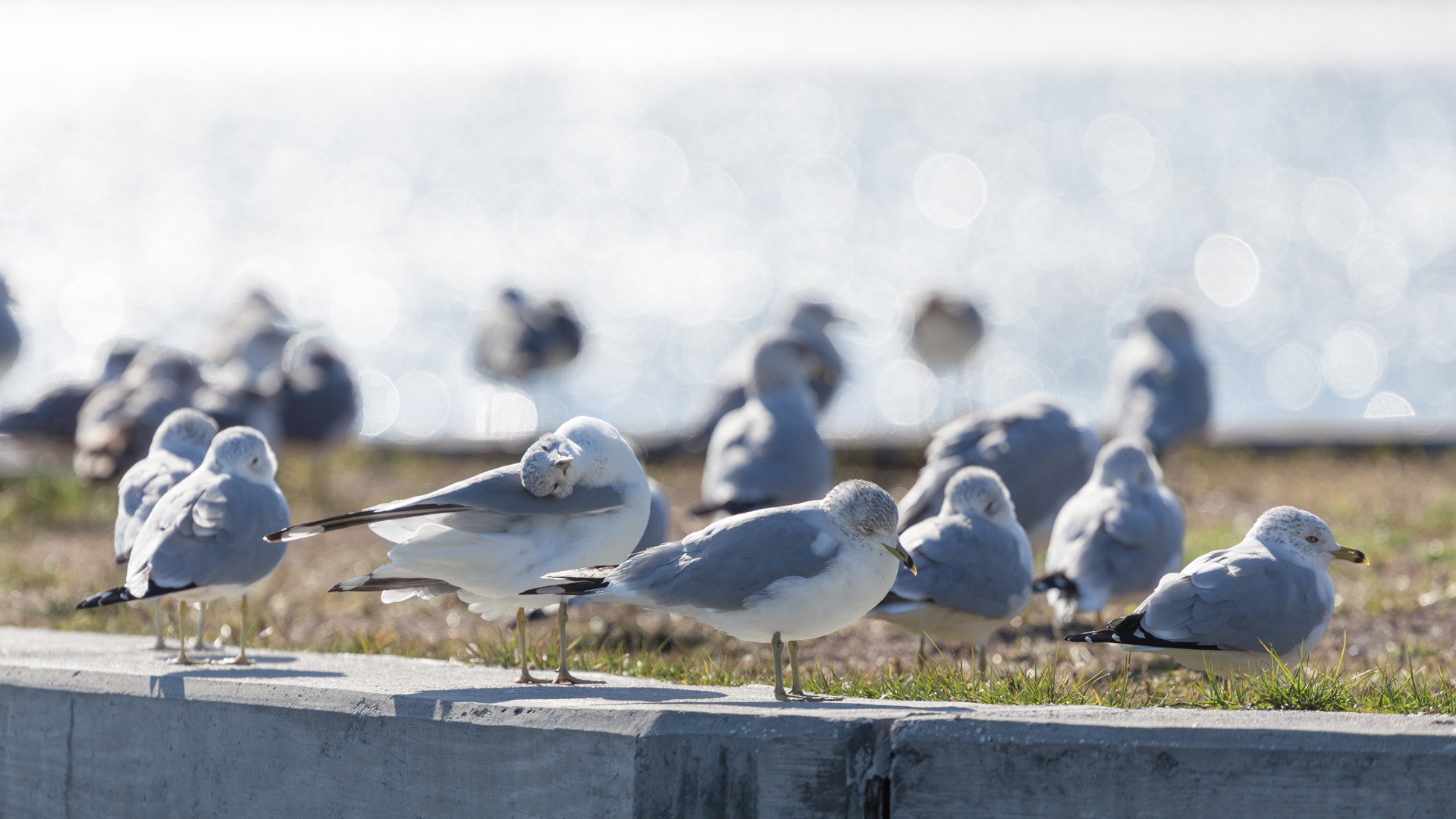 Canon EOS 6D + Canon EF 400mm F4.0 DO IS USM sample photo. More birds photography