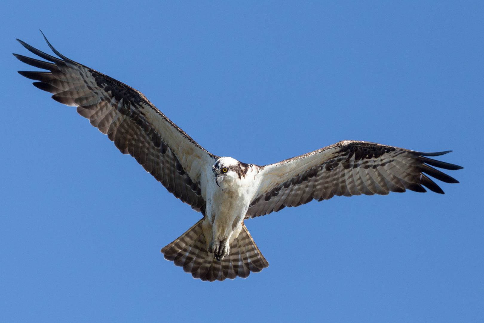 Canon EOS 6D + Canon EF 400mm F4.0 DO IS USM sample photo. More birds photography