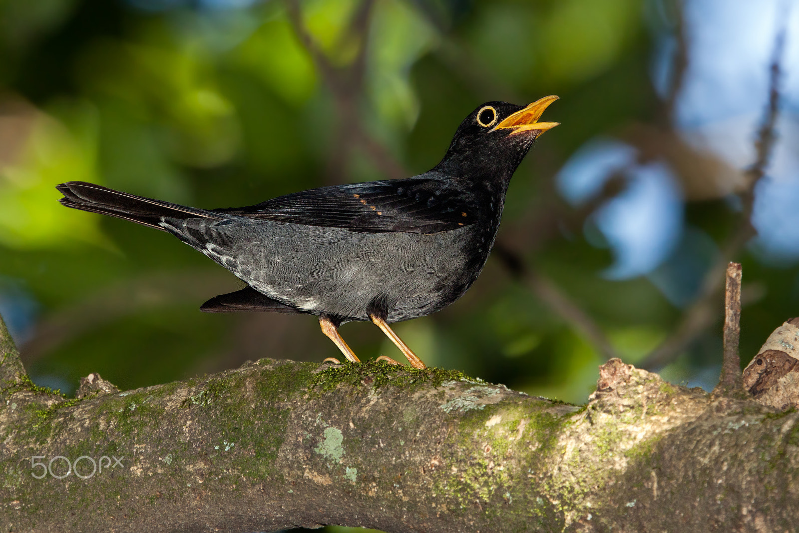 Canon EOS 500D (EOS Rebel T1i / EOS Kiss X3) sample photo. Yellow-legged thrush singing photography