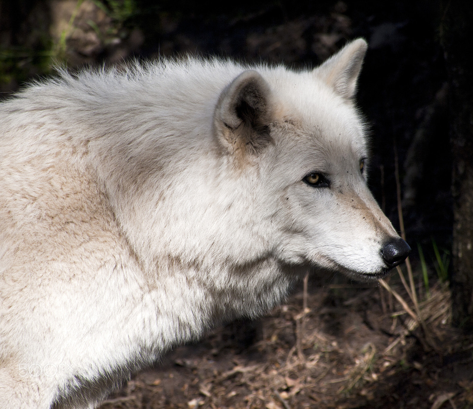 Olympus PEN E-P1 sample photo. Gray wolf photography
