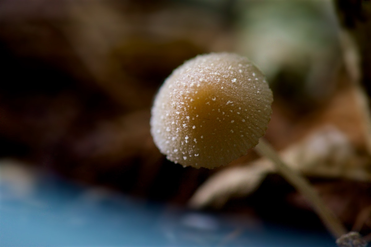 Sony a99 II + Sony 100mm F2.8 Macro sample photo. The growing season photography