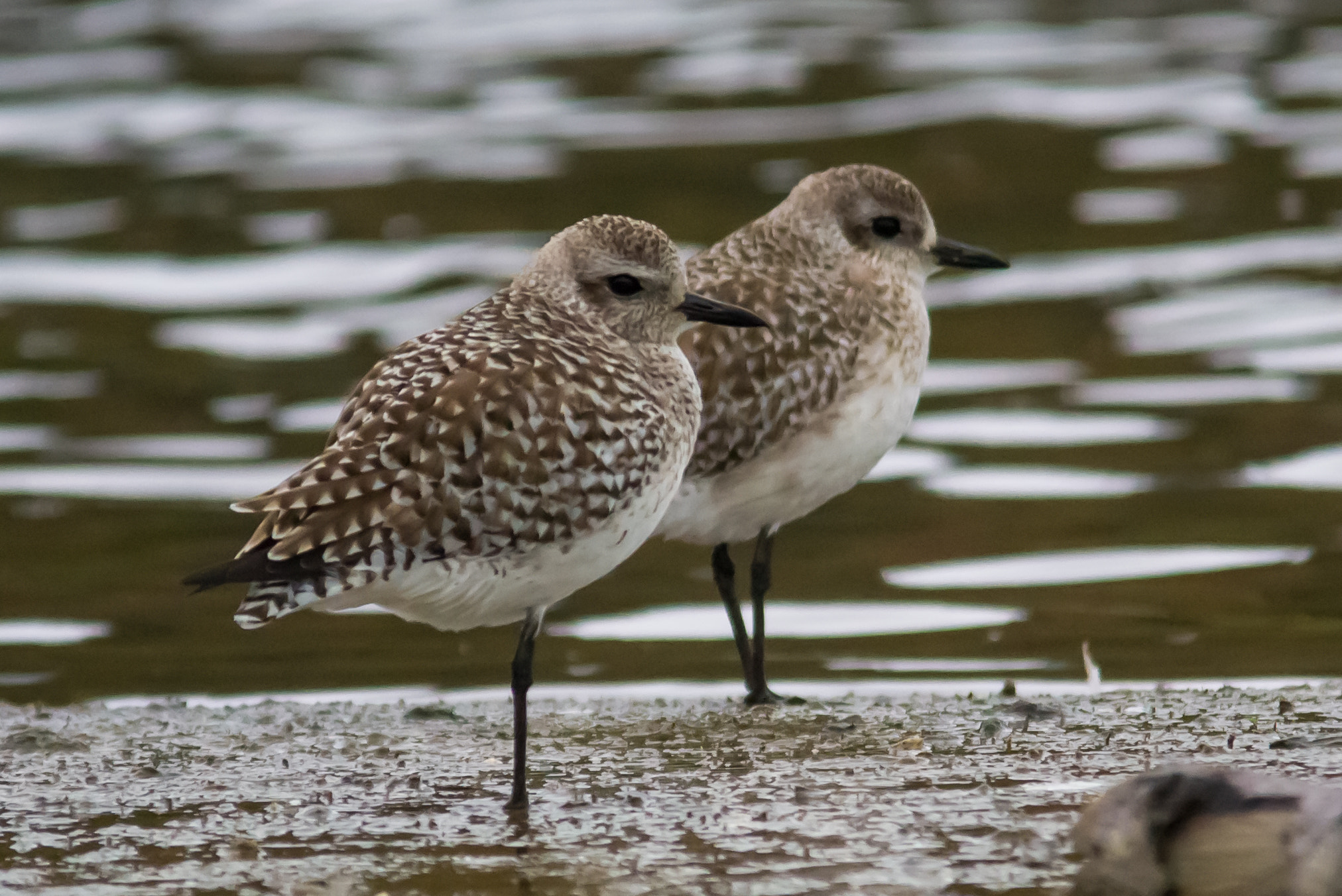 Nikon D3100 + Sigma 150-500mm F5-6.3 DG OS HSM sample photo. Curlew sandpipers photography