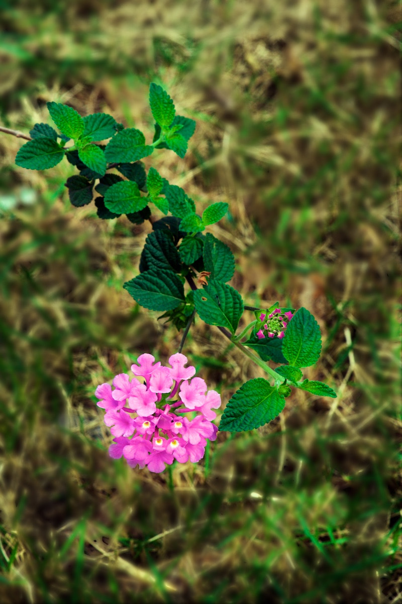 Sony a99 II + Sony 100mm F2.8 Macro sample photo. Spring flowers photography