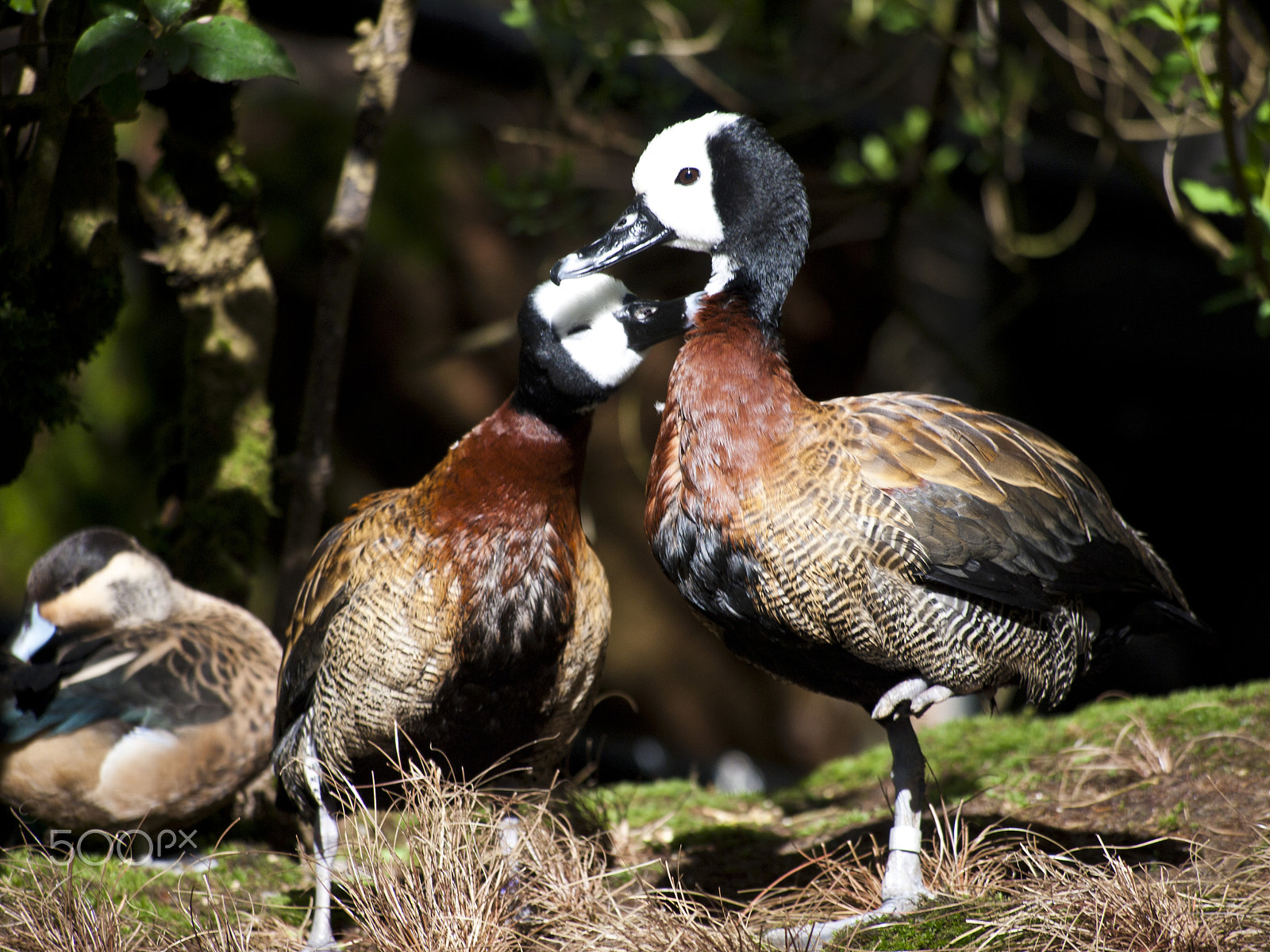 Olympus PEN E-P1 sample photo. Duck love photography