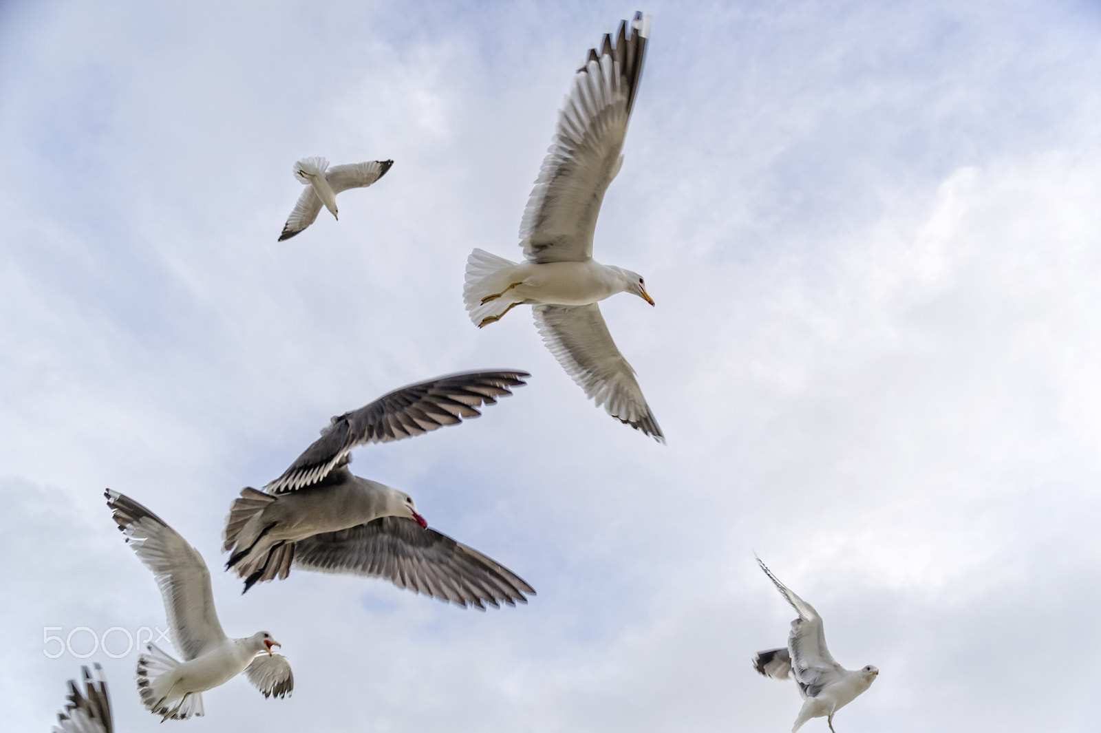 Nikon D3S sample photo. Seagulls in flight photography