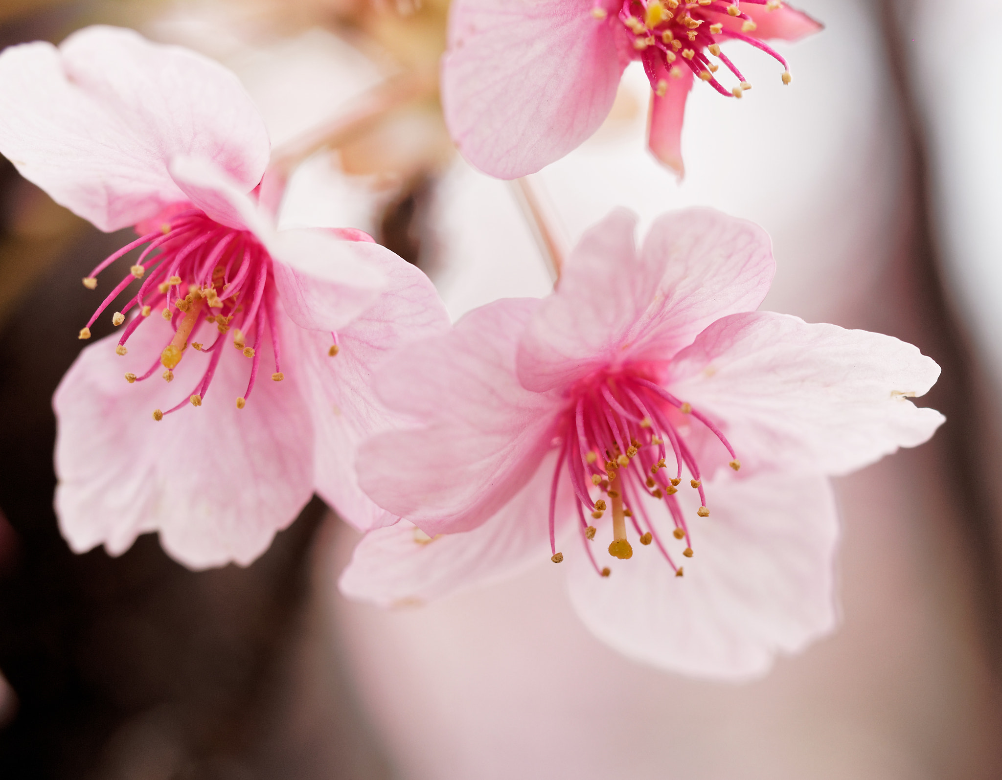Olympus PEN E-P5 sample photo. Sakura photography