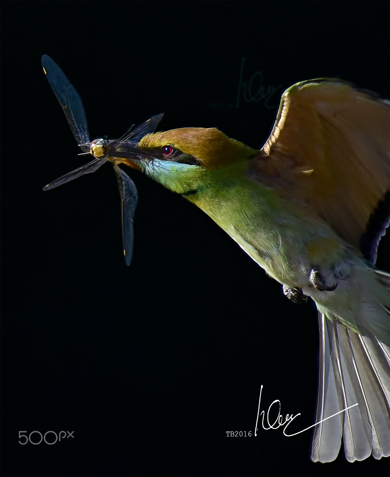 Nikon AF-S Nikkor 600mm F4D ED-IF II sample photo